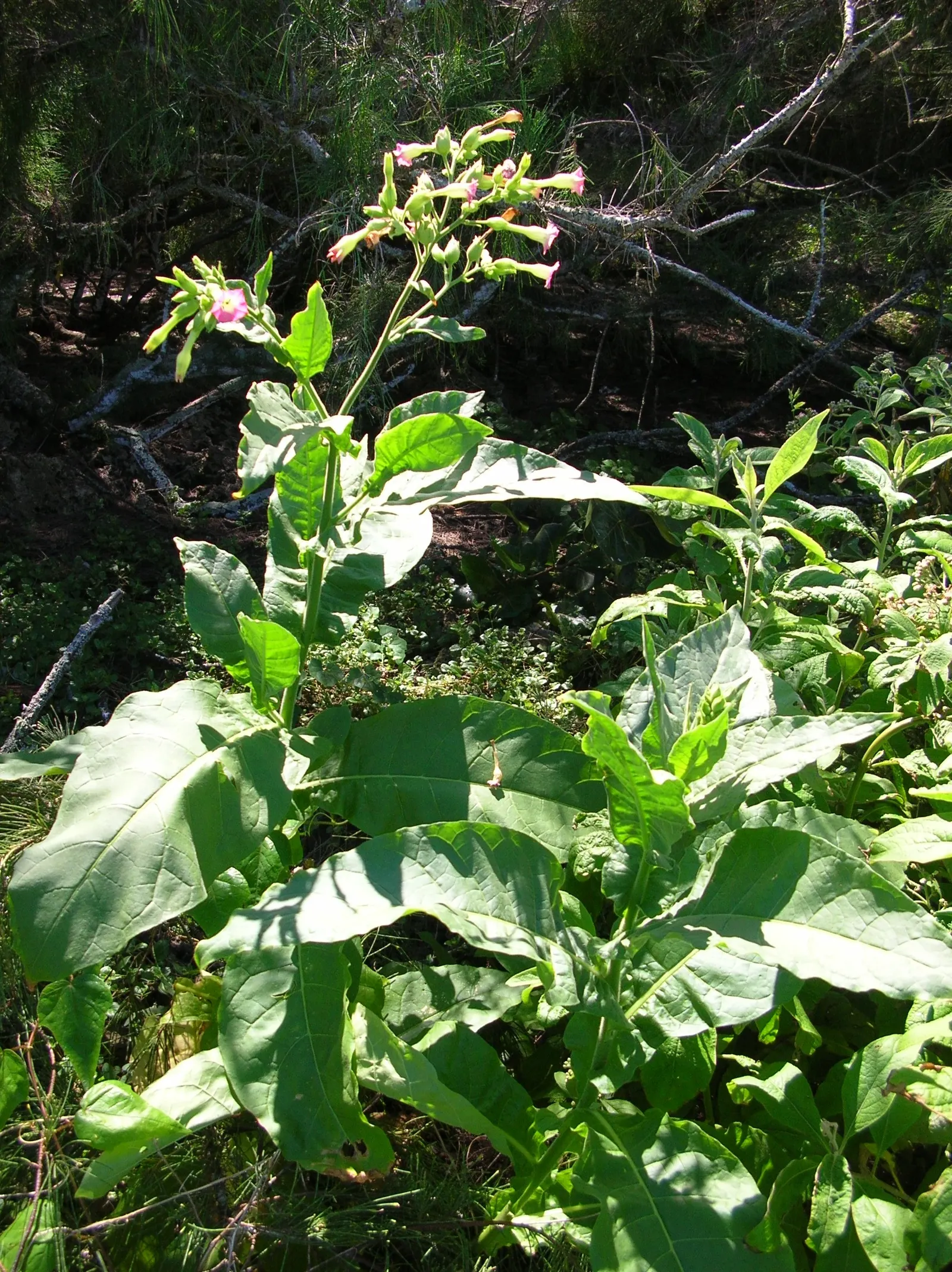 Smoking Tobacco (Nicotiana Tabacum) — Prefers full sun and well-drained soils, image 32