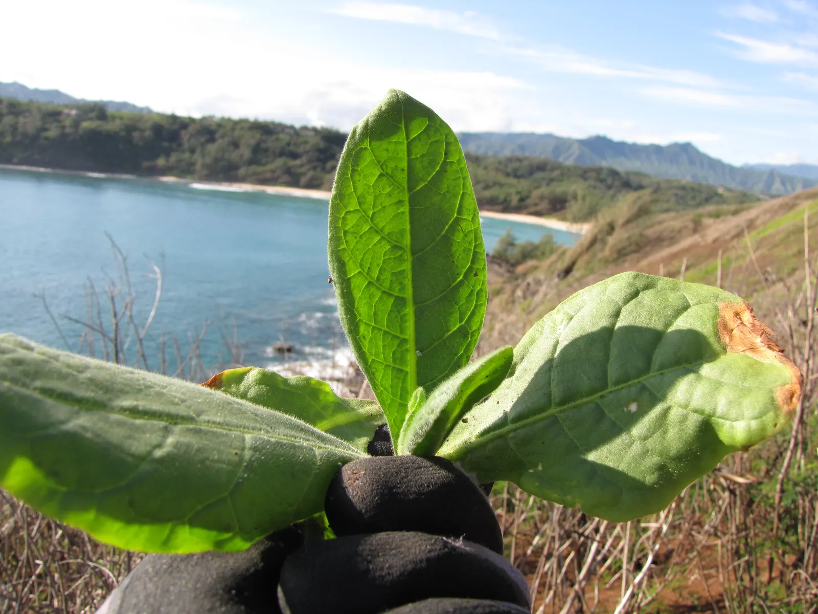 Smoking Tobacco (Nicotiana Tabacum) — which are primarily used for smoking tobacco; crucial for preventing fungal diseases, image 65