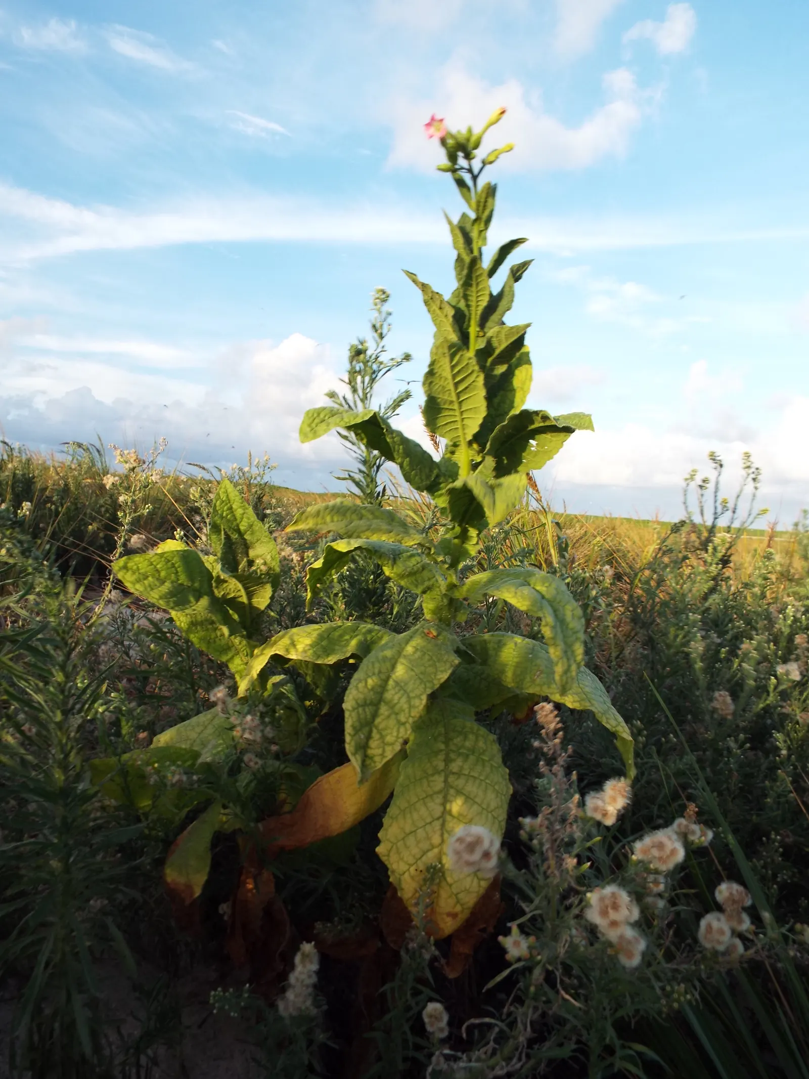 Smoking Tobacco (Nicotiana Tabacum) — Trumpet-shaped, pink to white flowers bloom in summer, adding ornamental value