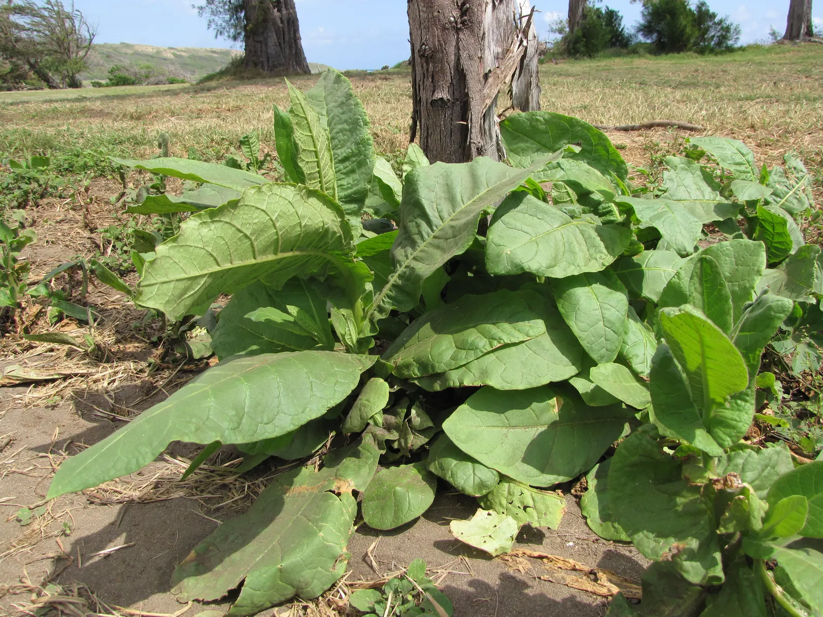 Smoking Tobacco (Nicotiana Tabacum) — commonly known as Smoking Tobacco; trumpet-shaped, pink to white flowers bloom in summer, adding ornamental value