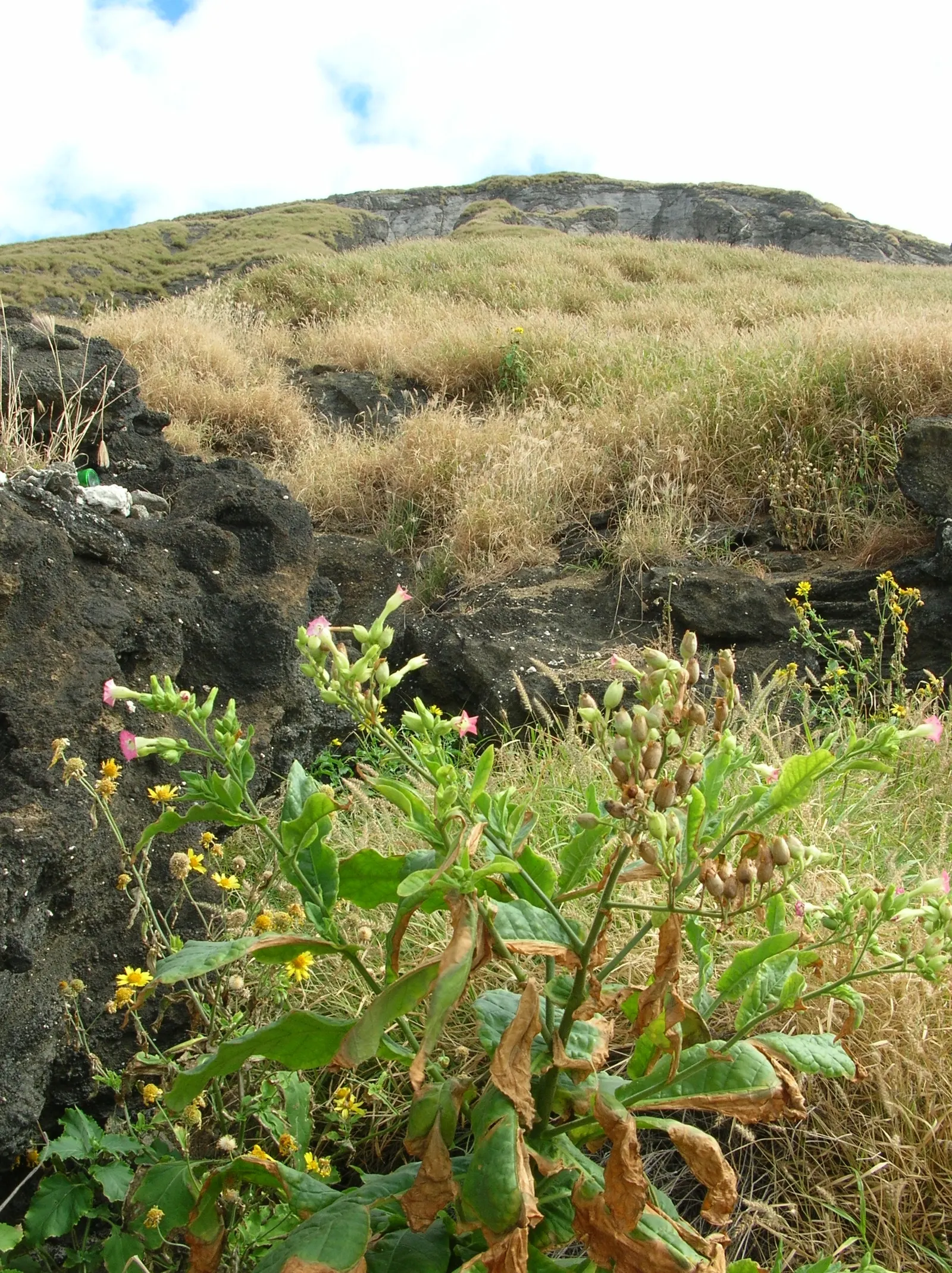 Smoking Tobacco (Nicotiana Tabacum) — which can range from white to pink or red