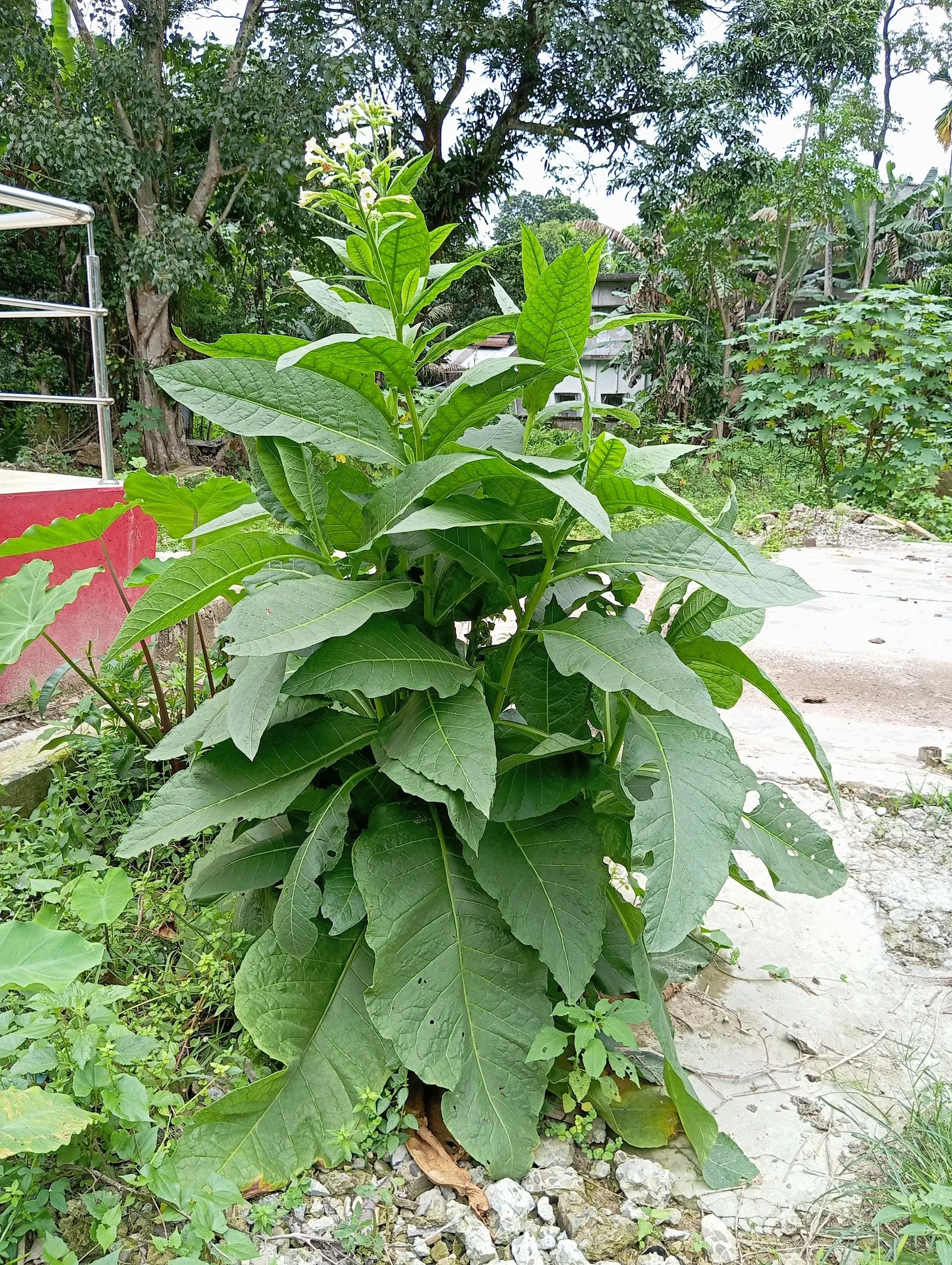 Smoking Tobacco (Nicotiana Tabacum) — is an annual herbaceous plant reaching heights of 3-6 feet