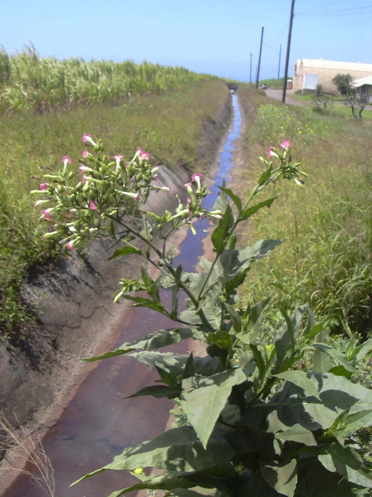 Smoking Tobacco (Nicotiana Tabacum) — As an annual in most climates; is a perennial herbaceous plant hailing from the nightshade family