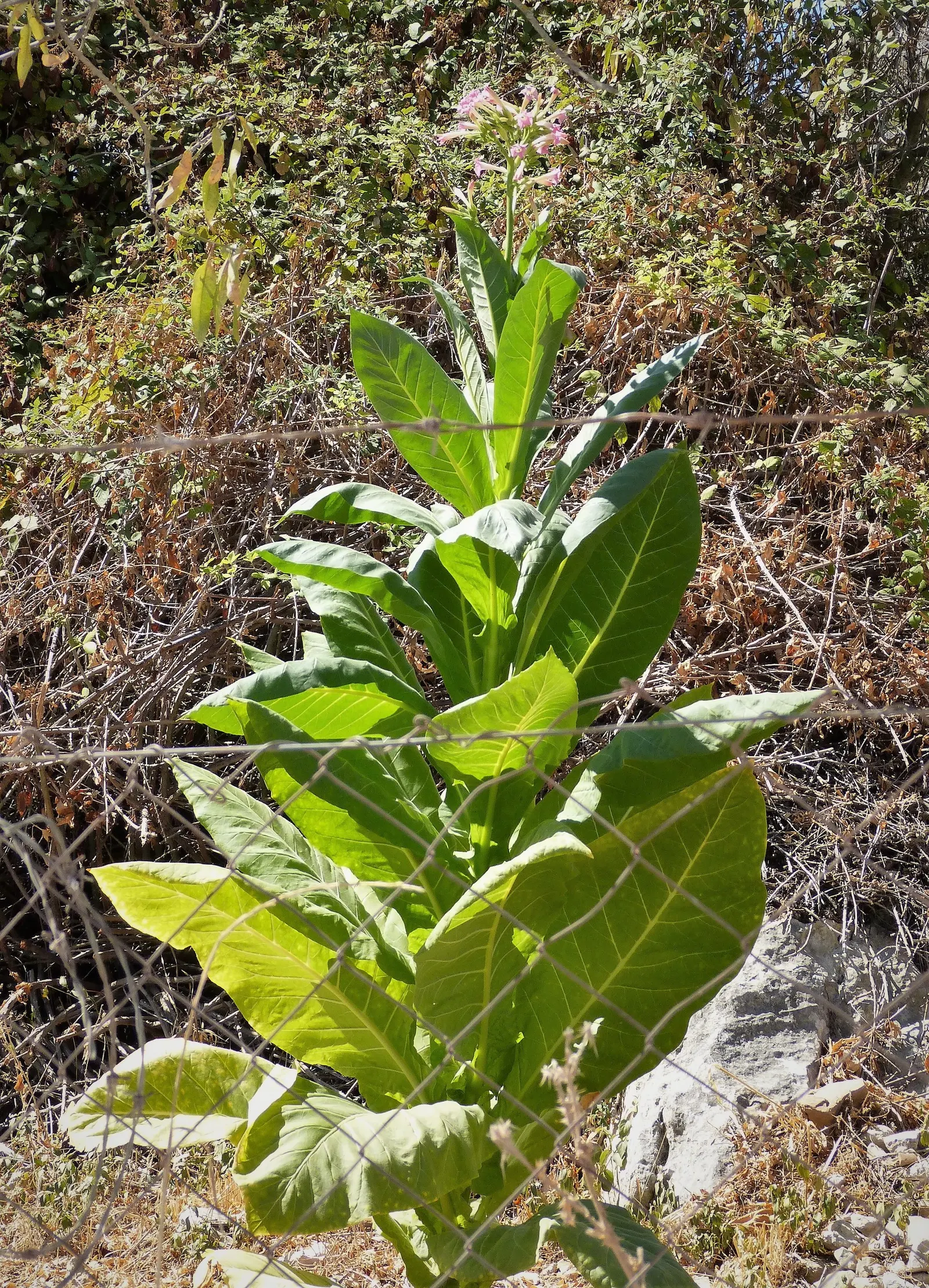 Smoking Tobacco (Nicotiana Tabacum) — it's important to be aware that all parts of the plant contain nicotine; with a spread of 1 to 2 feet
