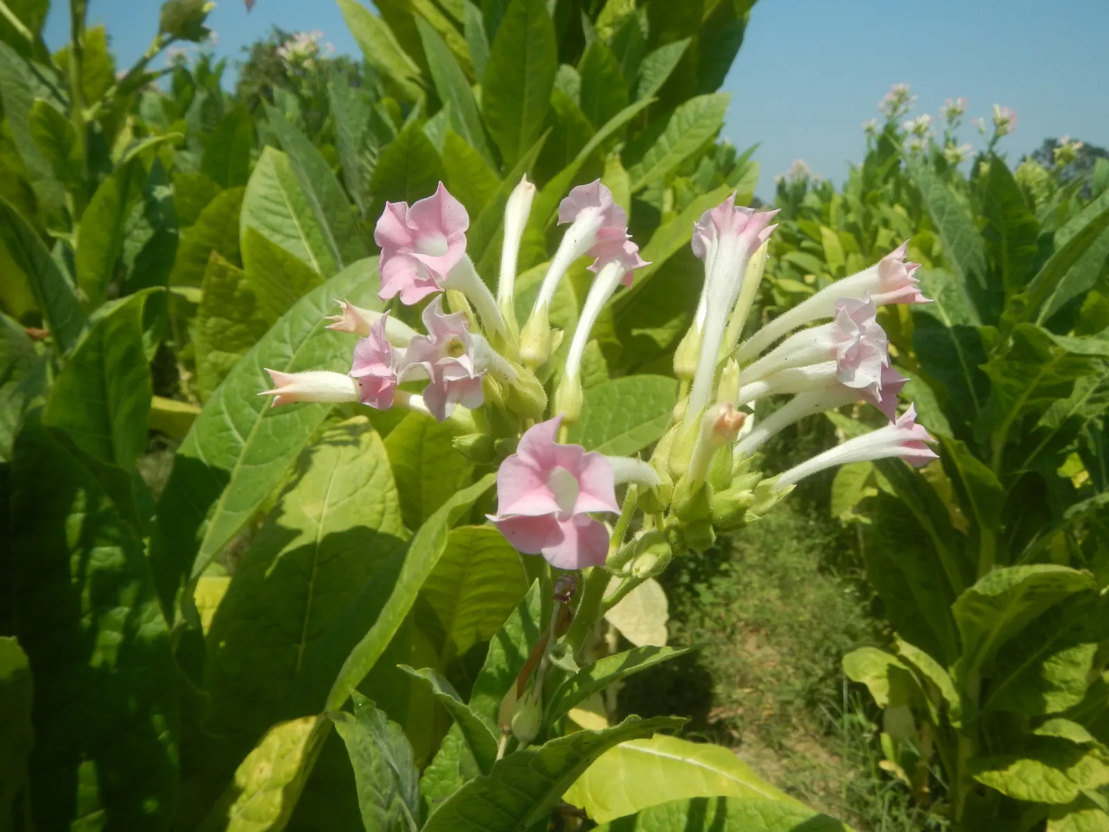 Smoking Tobacco (Nicotiana Tabacum) — This plant typically reaches heights of 3 to 6 feet; as an annual in most climates