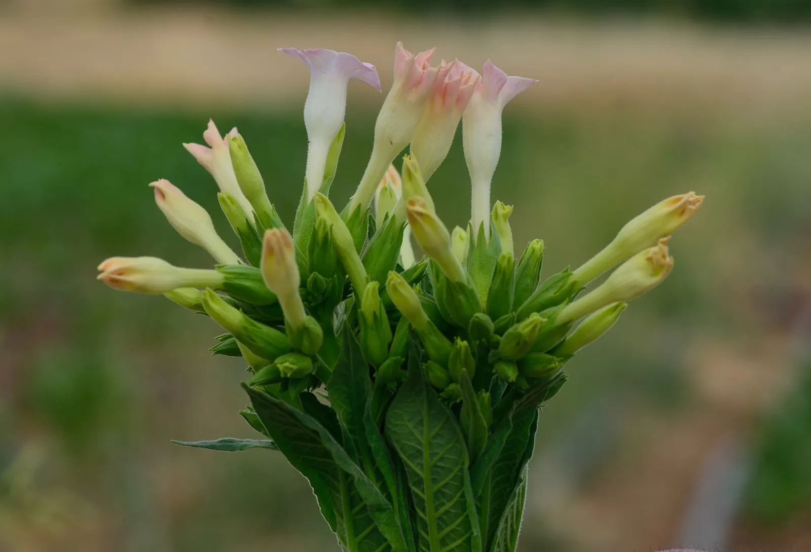 Smoking Tobacco (Nicotiana Tabacum) — It is widely cultivated for its leaves; it's important to consider that Nicotiana tabacum is a sun-loving species