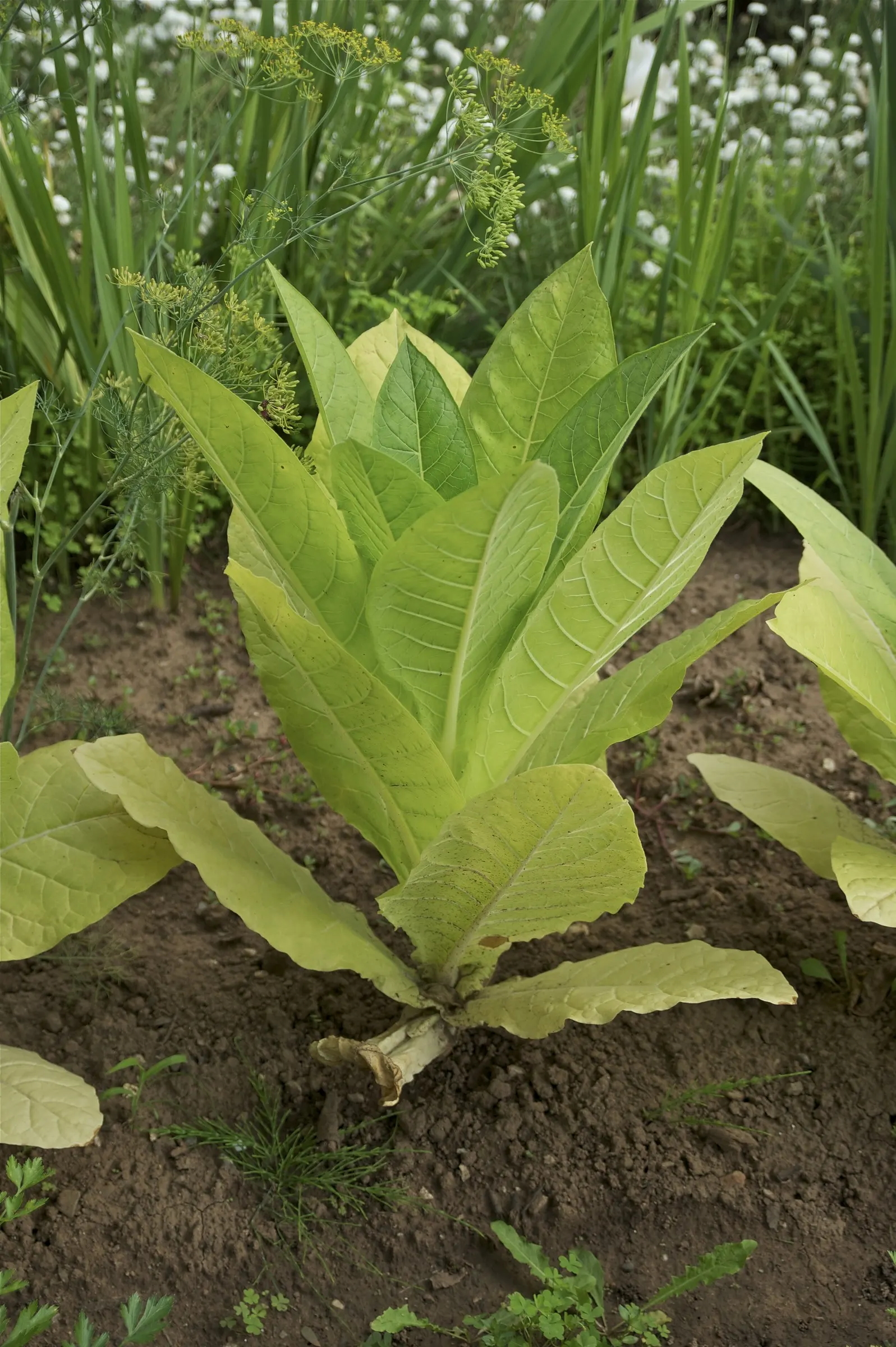 Smoking Tobacco (Nicotiana Tabacum) — commonly referred to as common tobacco; annual with pink and white blooms, image 62