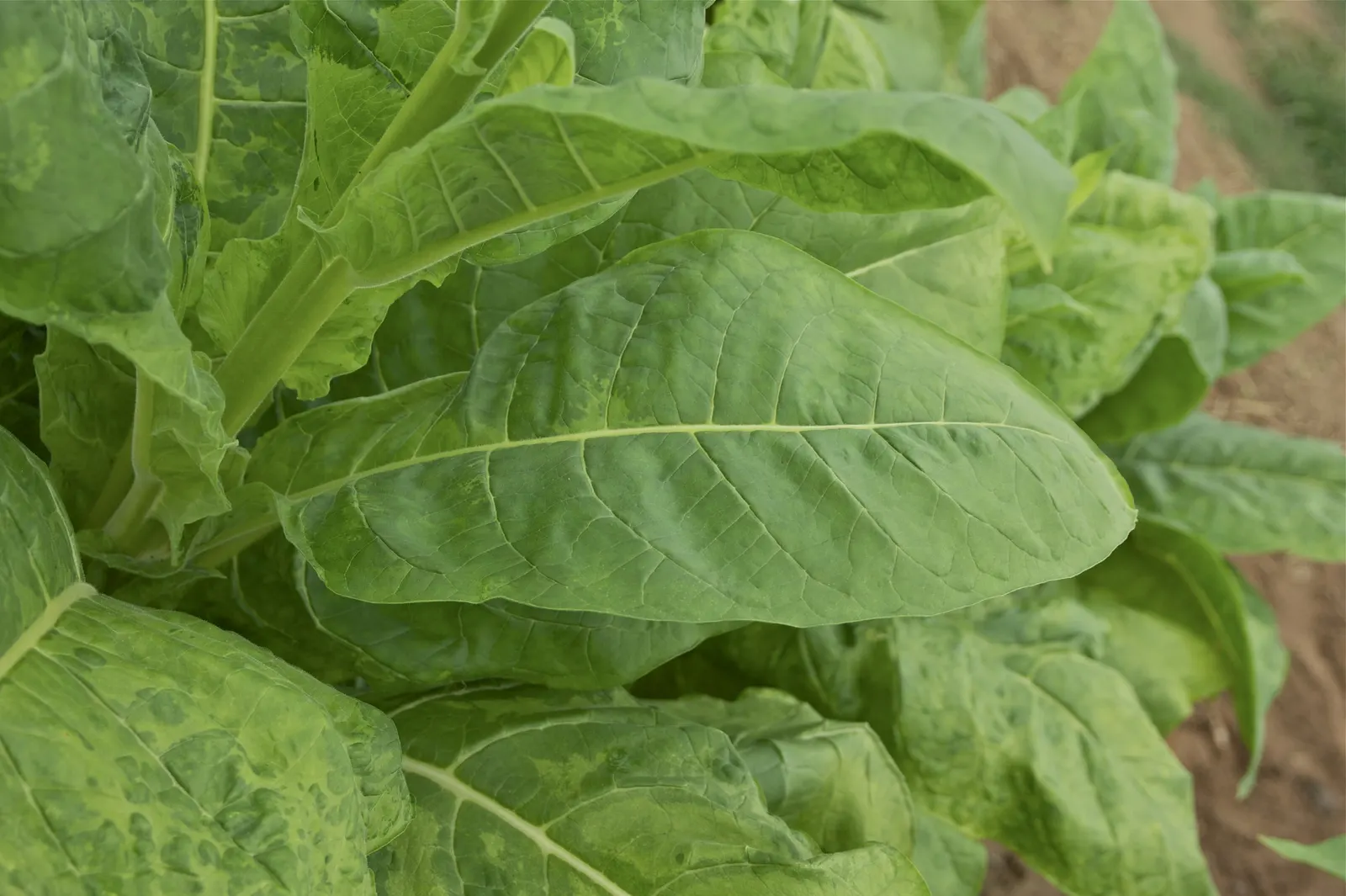 Smoking Tobacco (Nicotiana Tabacum) — which is toxic if ingested