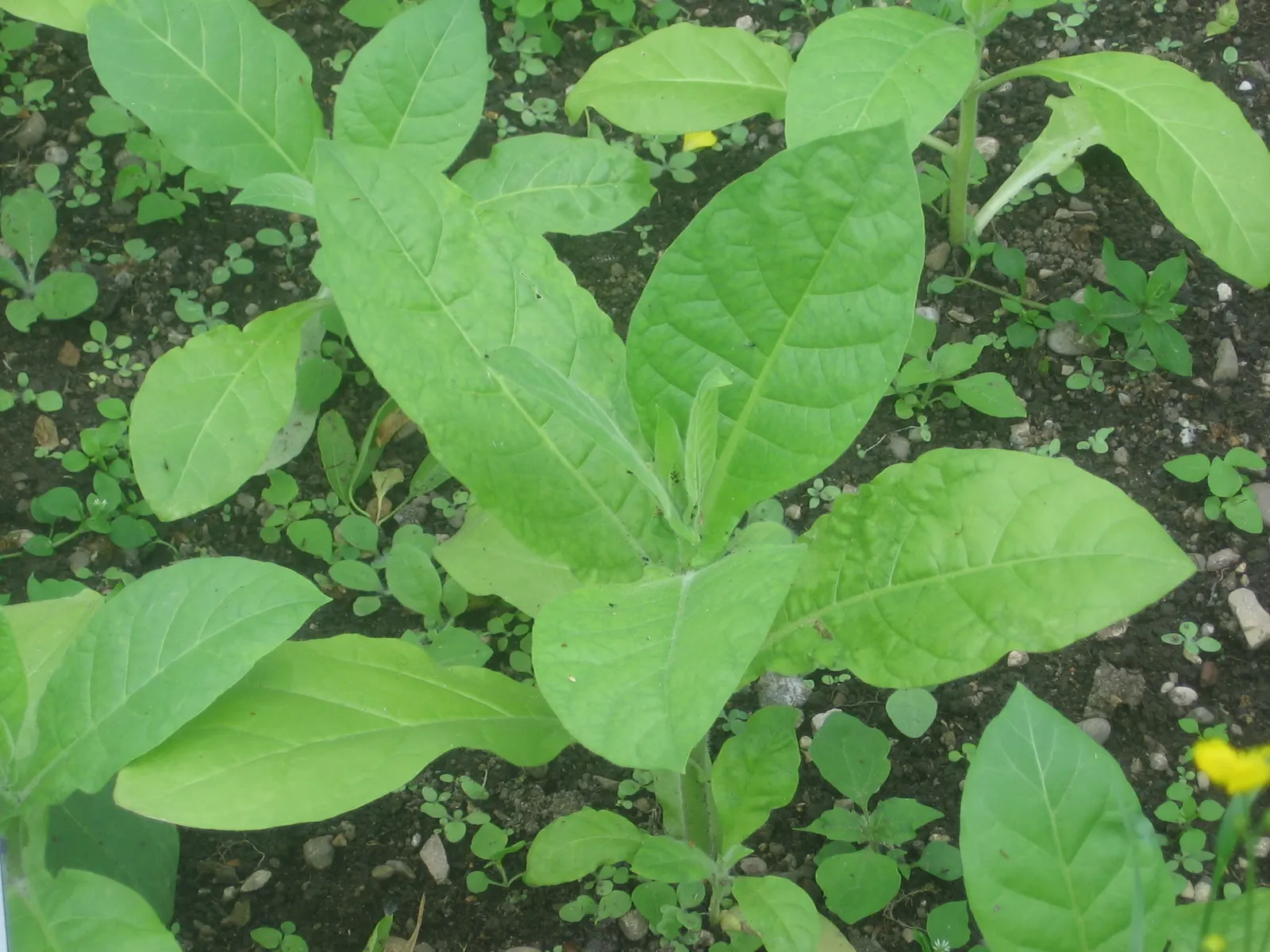 Smoking Tobacco (Nicotiana Tabacum) — It is widely cultivated for its leaves