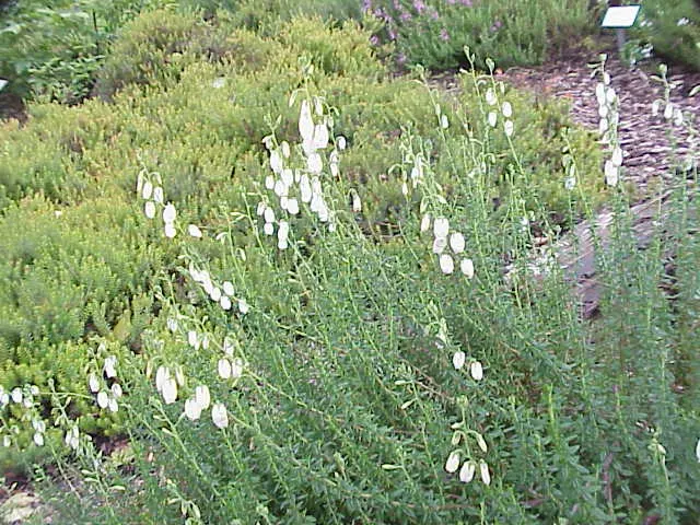 St. Dabeoc's Heath (Daboecia Cantabrica) — Irish Heather thrives in USDA hardiness zones 5 through 8 and prefers well-drained