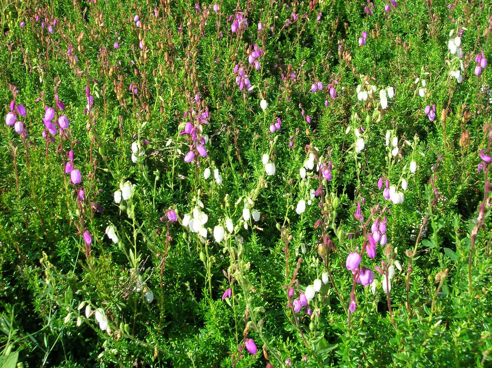 St. Dabeoc's Heath (Daboecia Cantabrica) — The profuse blooming period extends from midsummer through fall