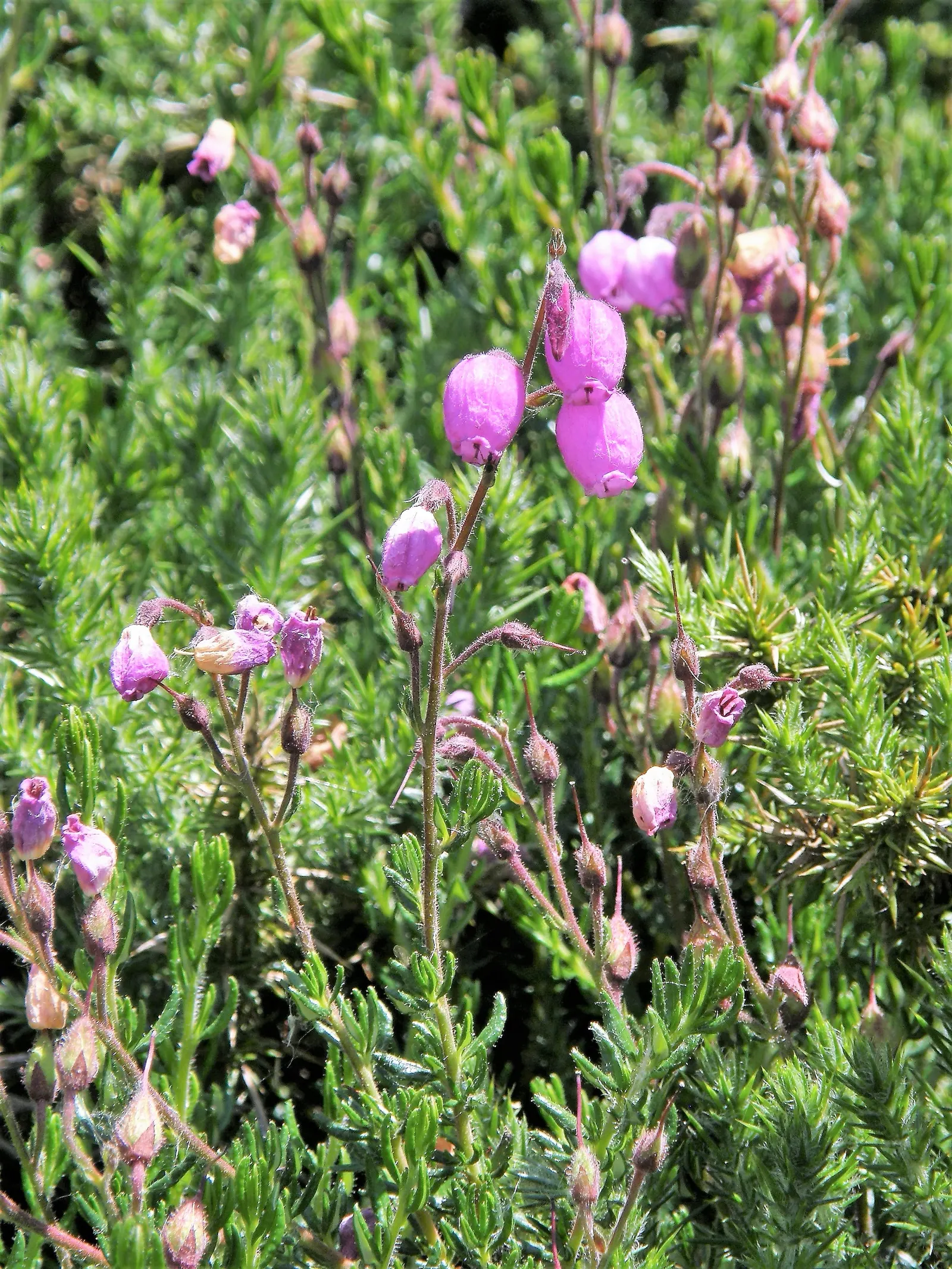 St. Dabeoc's Heath (Daboecia Cantabrica) — particularly notable in the heathlands of Ireland