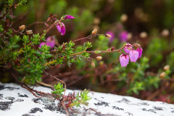 St. Dabeoc's Heath (Daboecia Cantabrica) — It flourishes in full sun to partial shade; however