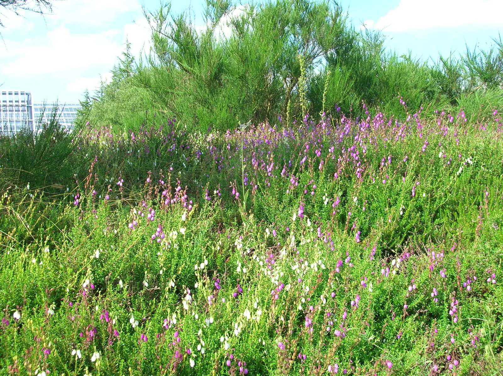 St. Dabeoc's Heath (Daboecia Cantabrica) — providing a long-lasting display of color.<br><br>For optimal growth
