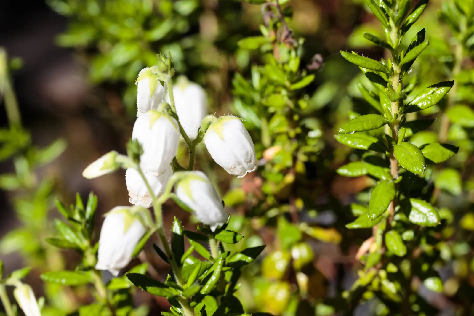 St. Dabeoc's Heath (Daboecia Cantabrica) — dark green leaves offer a striking background for the bell-shaped flowers that appear in hues of purple