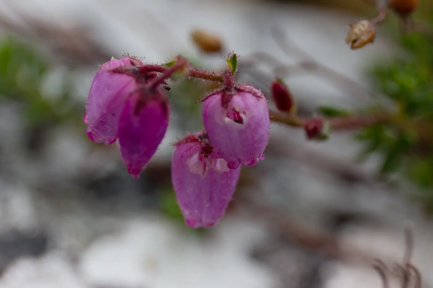 St. Dabeoc's Heath (Daboecia Cantabrica) — making it ideal for low borders