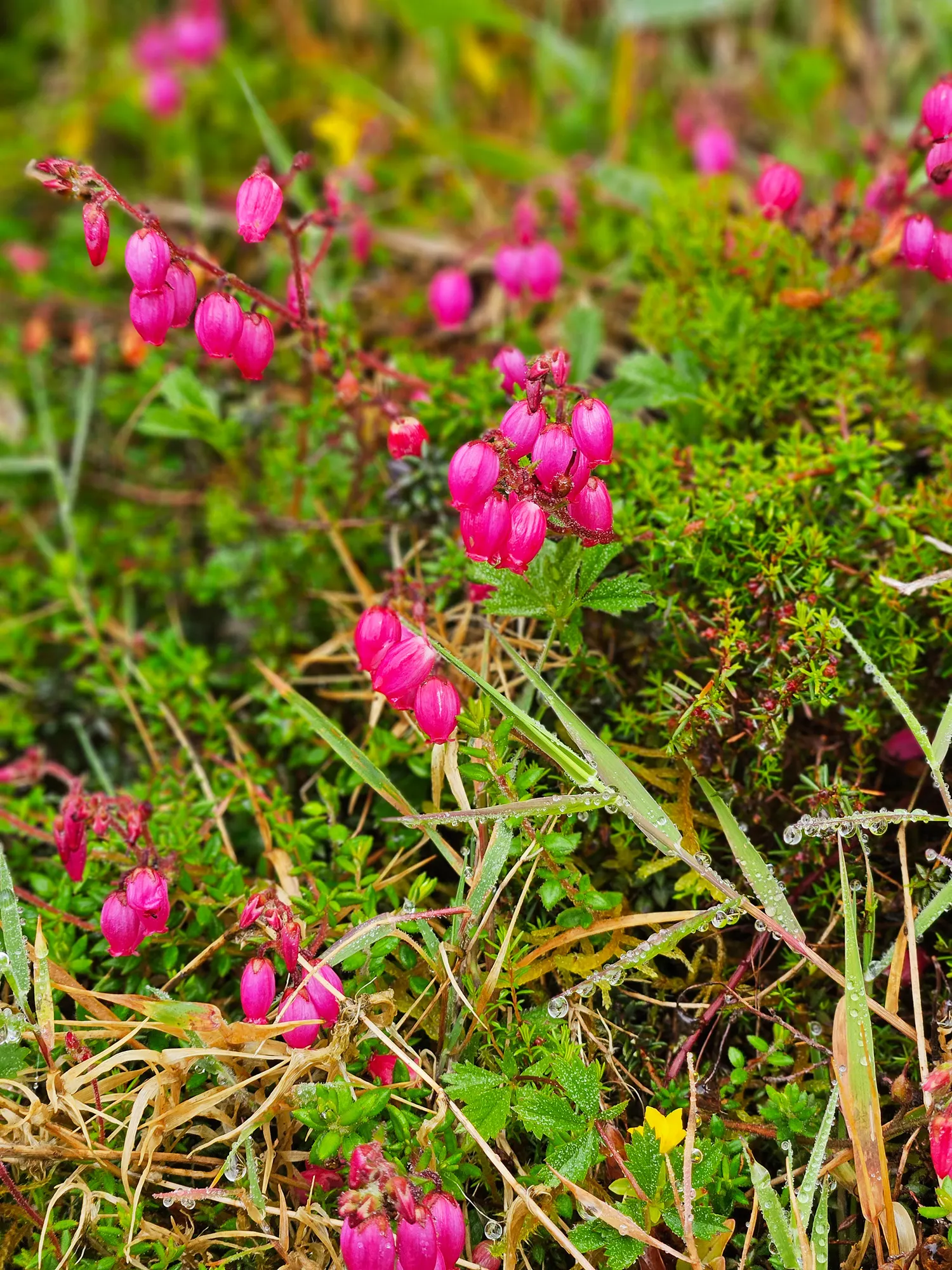 St. Dabeoc's Heath (Daboecia Cantabrica) — The plant reaches up to 18 inches tall and spreads 24 inches, preferring acidic, well-drained soil