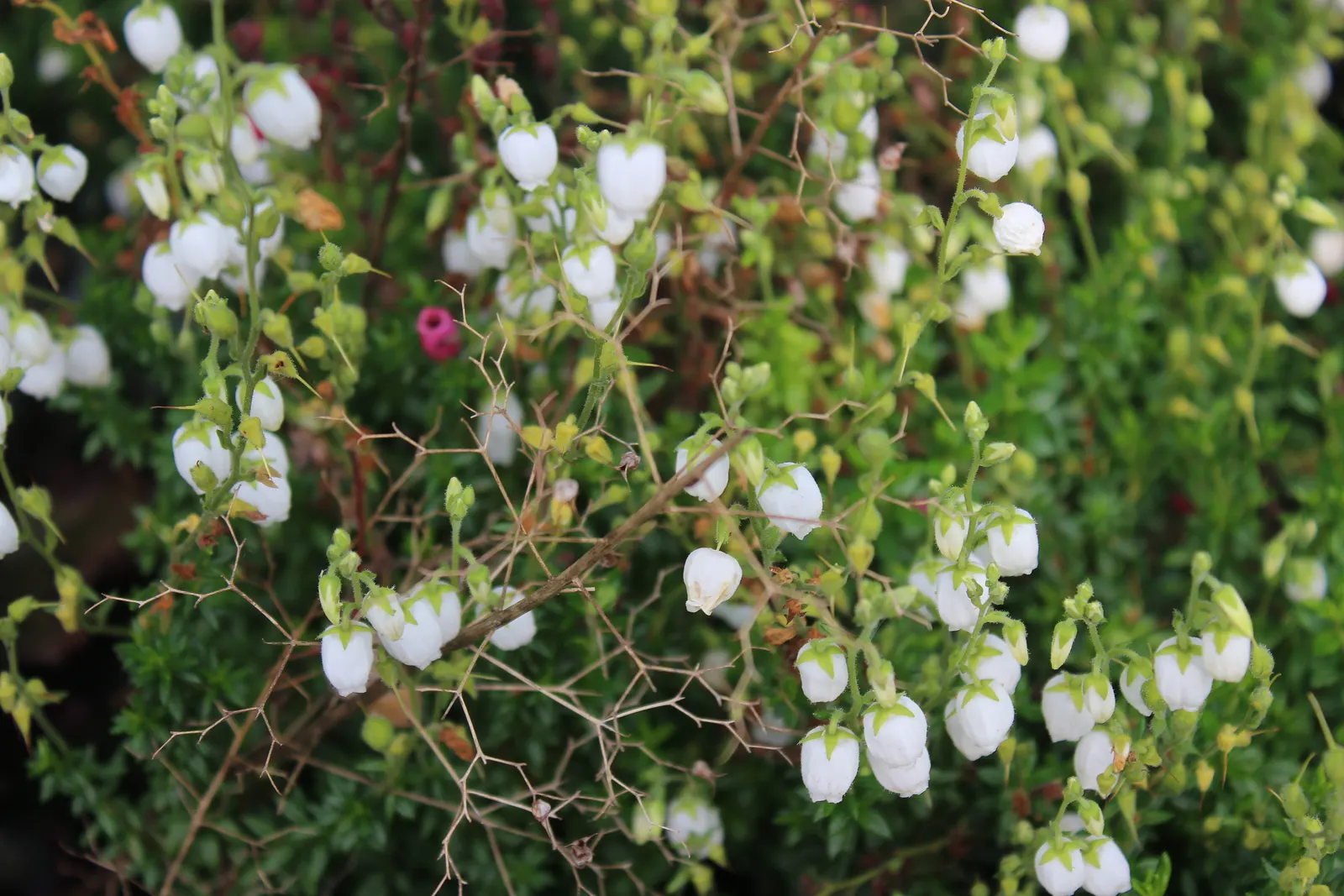 St. Dabeoc's Heath (Daboecia Cantabrica) — Dabeoc's Heath, is a standout perennial shrub that brings a touch of the Emerald Isle to any landscape design