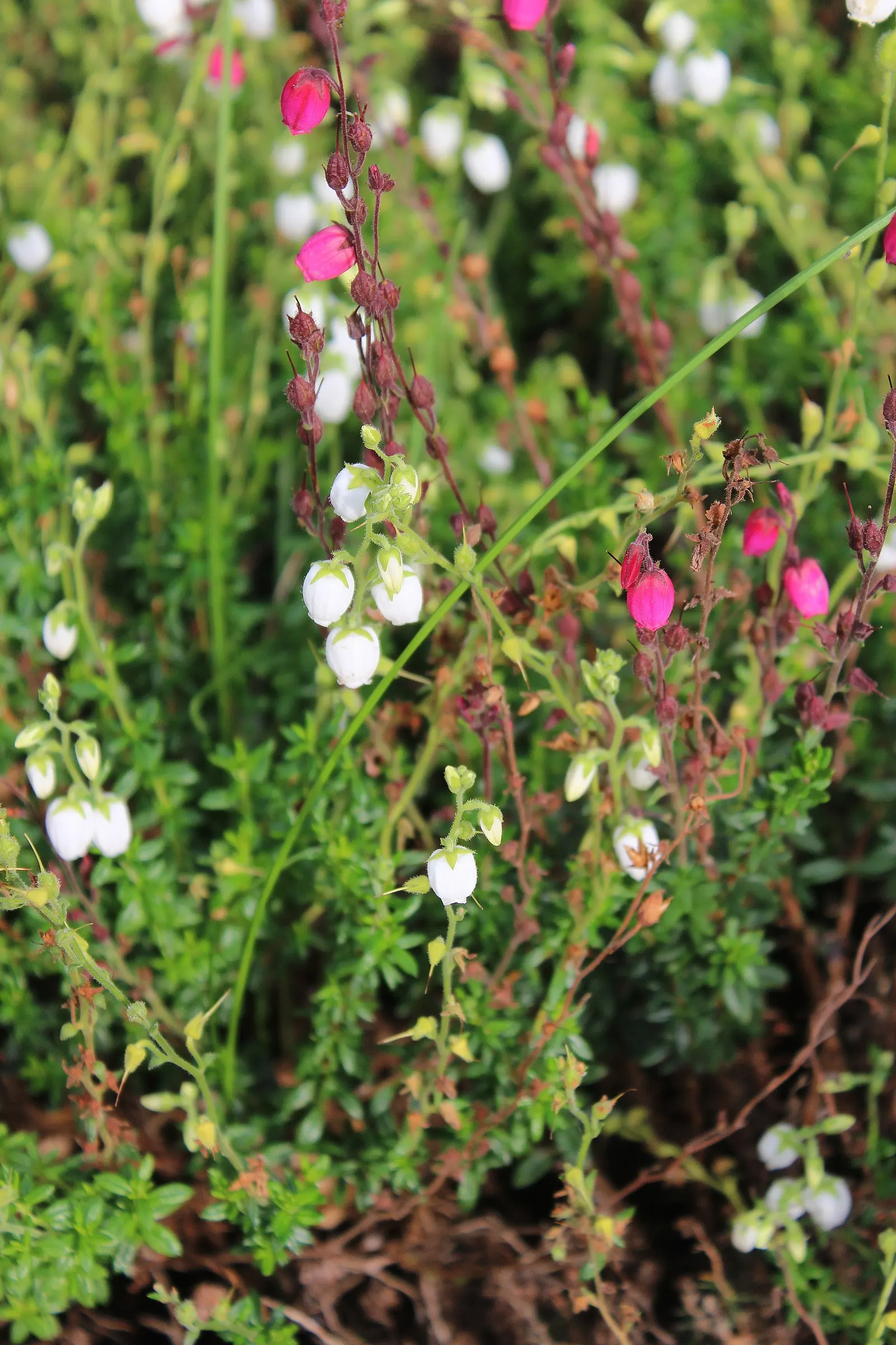 St. Dabeoc's Heath (Daboecia Cantabrica) — adding vibrant color against its dark green foliage