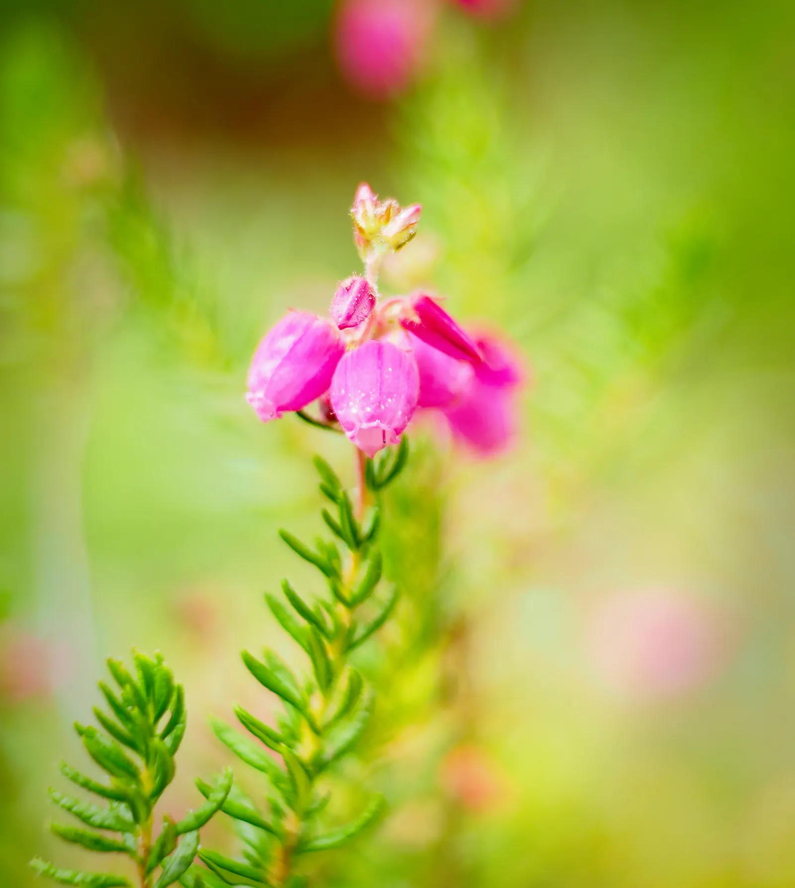 St. Dabeoc's Heath (Daboecia Cantabrica) — Daboecia cantabrica, commonly known as Irish Heather or St