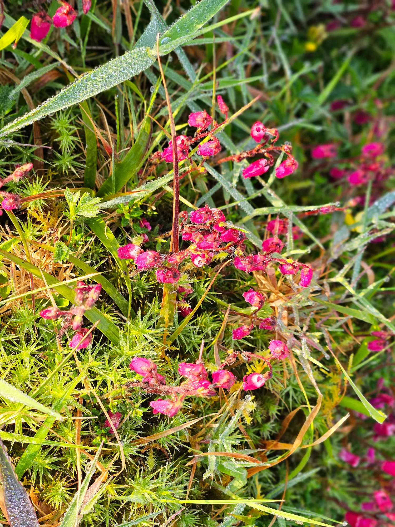 St. Dabeoc's Heath (Daboecia Cantabrica) — Its compact size and tolerance for maritime climates make it ideal for rock gardens and border fronts