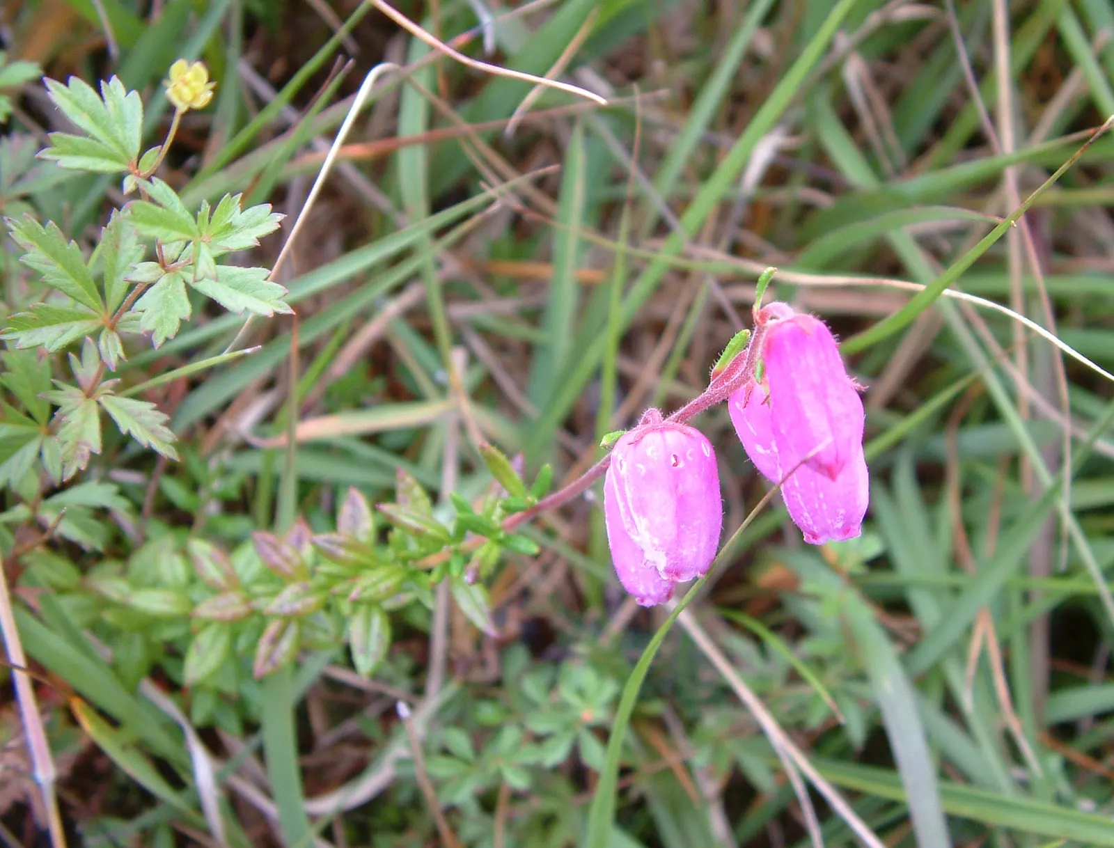 St. Dabeoc's Heath (Daboecia Cantabrica) — It features bell-shaped purple or white flowers from late summer to fall