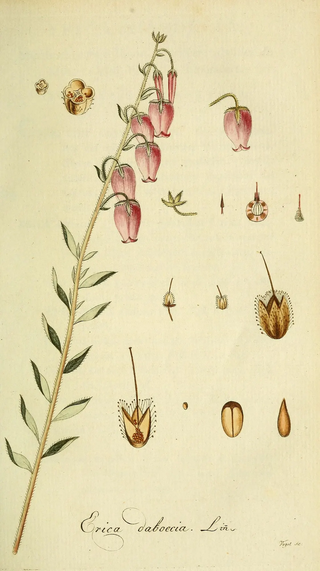 St. Dabeoc's Heath (Daboecia Cantabrica) — Daboecia cantabrica, known as Irish Heather, is an evergreen shrub thriving in zones 5-7; the plant reaches up to 18