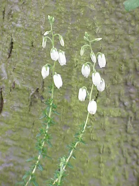 St. Dabeoc's Heath (Daboecia Cantabrica) — When designing with Daboecia cantabrica, consider its moderate growth rate and low maintenance requirements