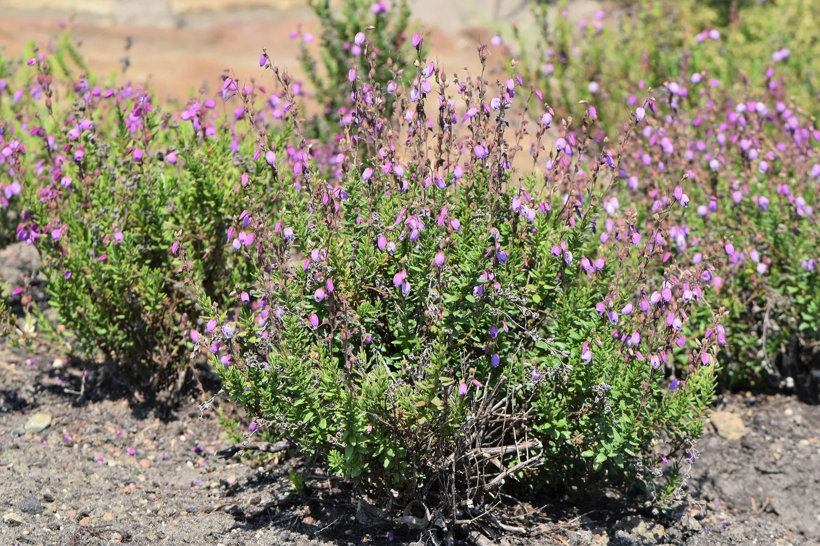 St. Dabeoc's Heath (Daboecia Cantabrica) — violet flowers in the garden