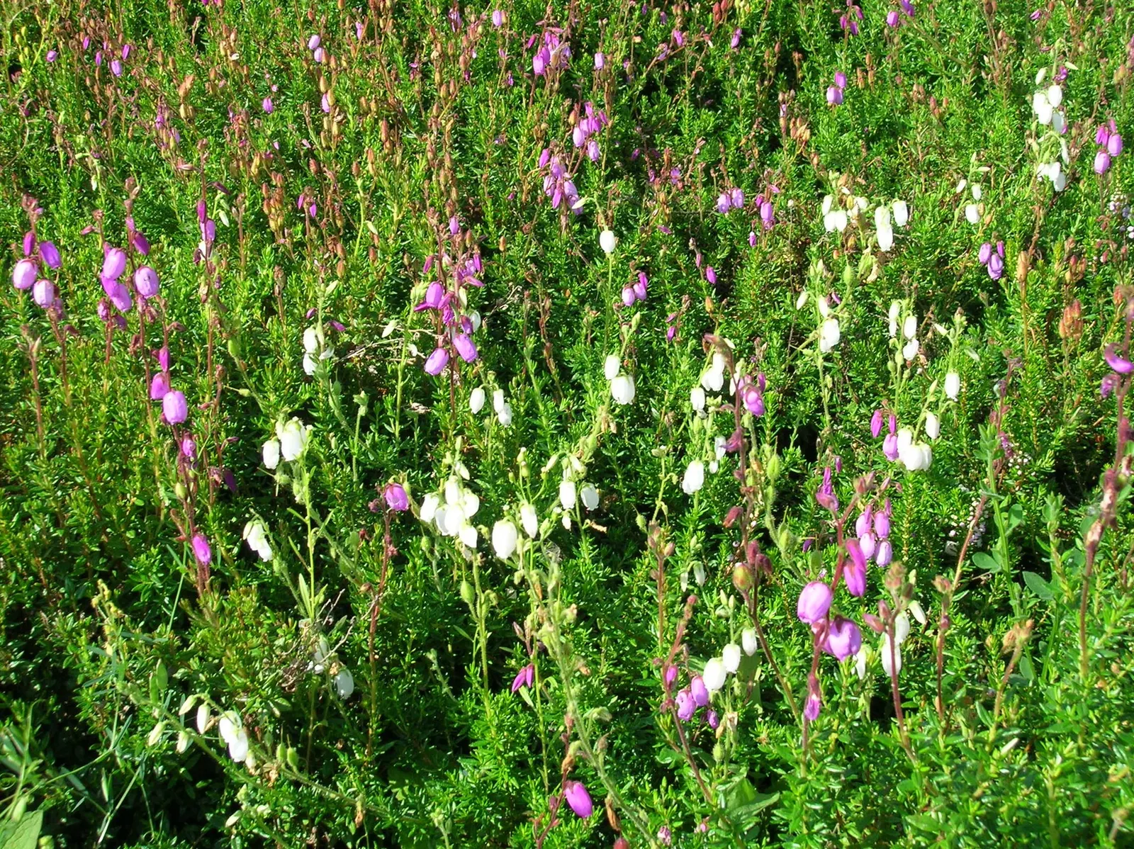St. Dabeoc's Heath (Daboecia Cantabrica) — some afternoon shade is advisable to prevent scorching