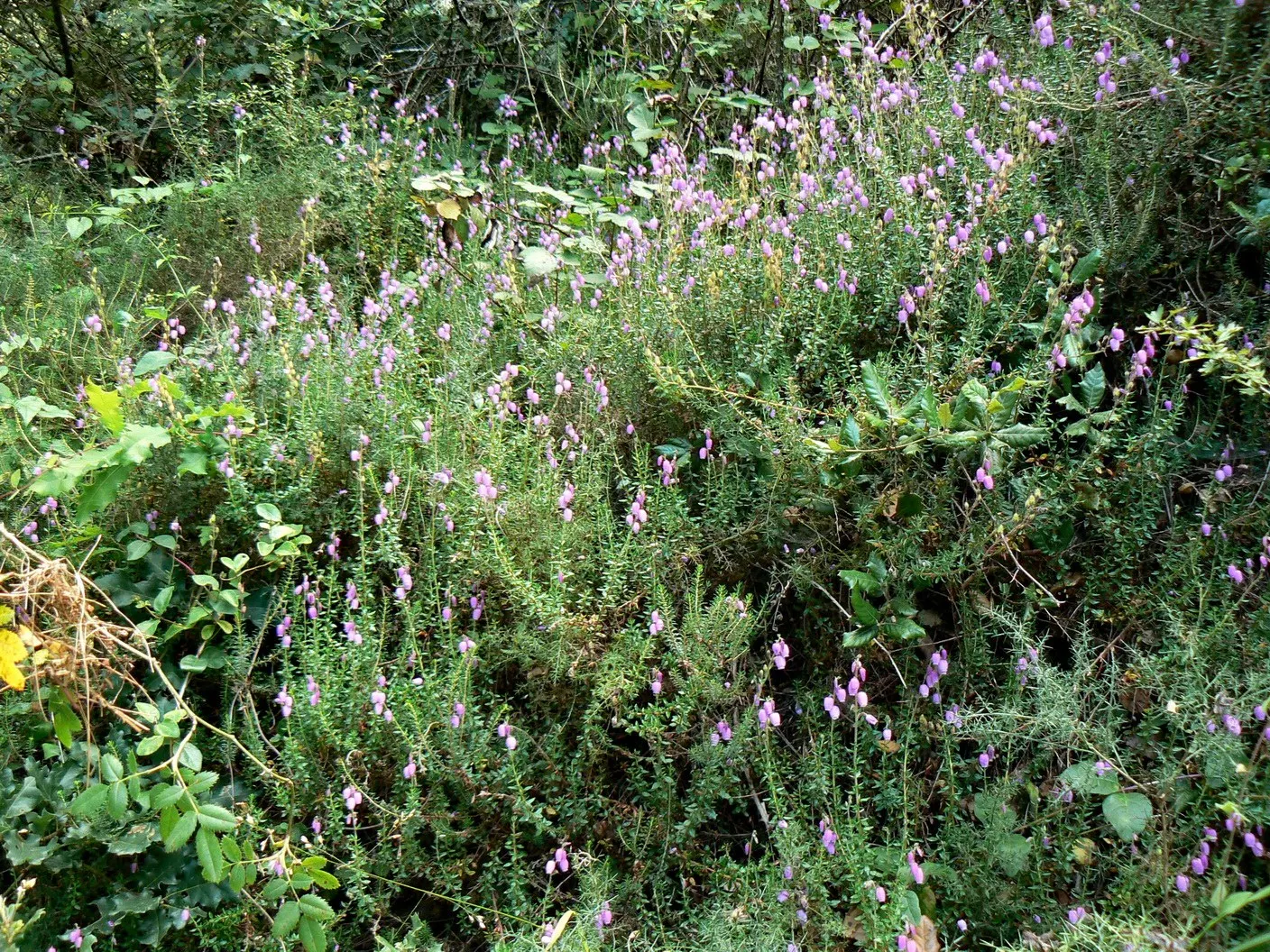 St. Dabeoc's Heath (Daboecia Cantabrica) — broadleaf evergreen / ground cover / shrub with violet blooms