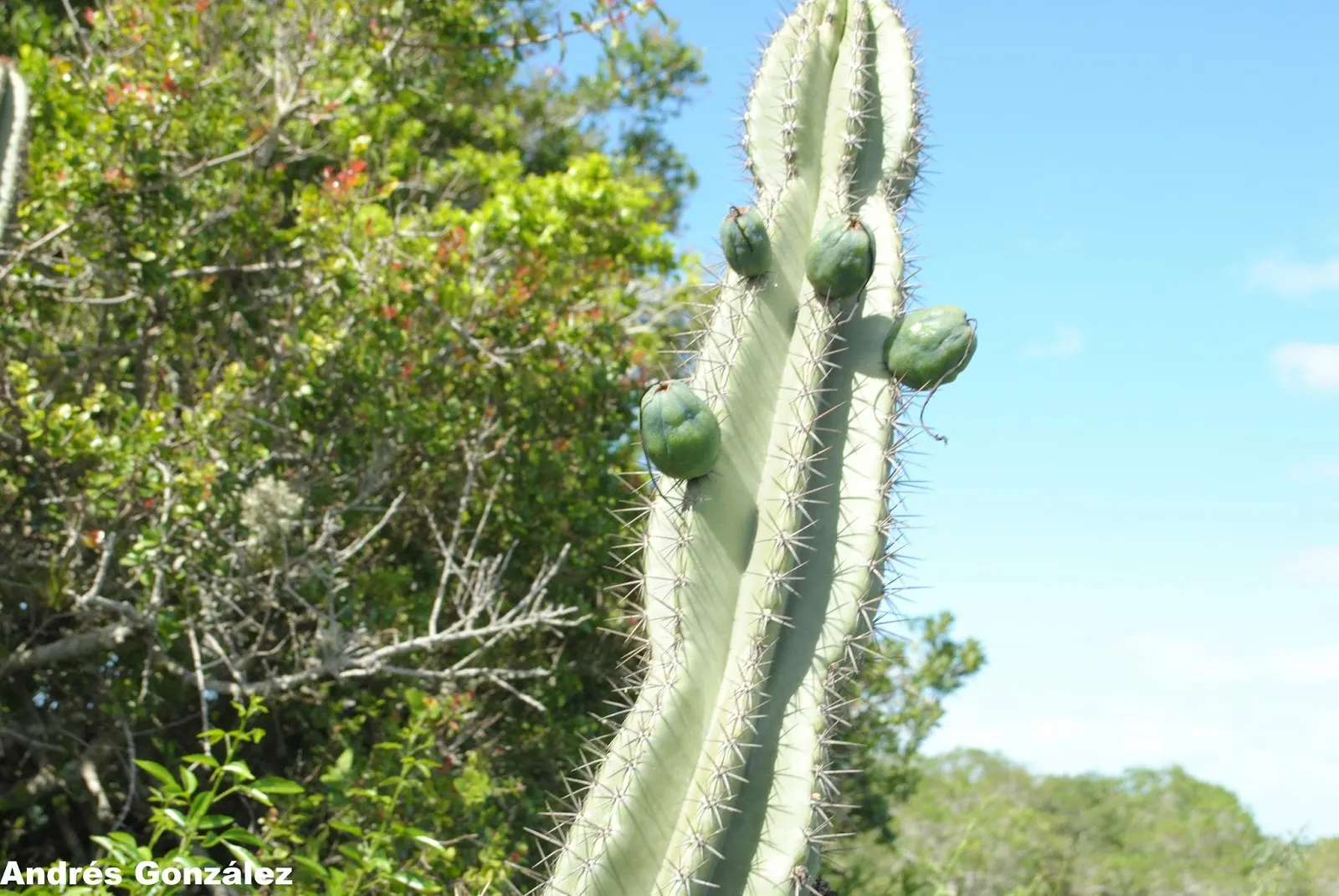 Monstrose Apple Cactus (Cereus Hildmannianus 'Monstrosus') — it can reach an impressive stature of 10 to 15 feet in height with a potential spread of 4 to 6