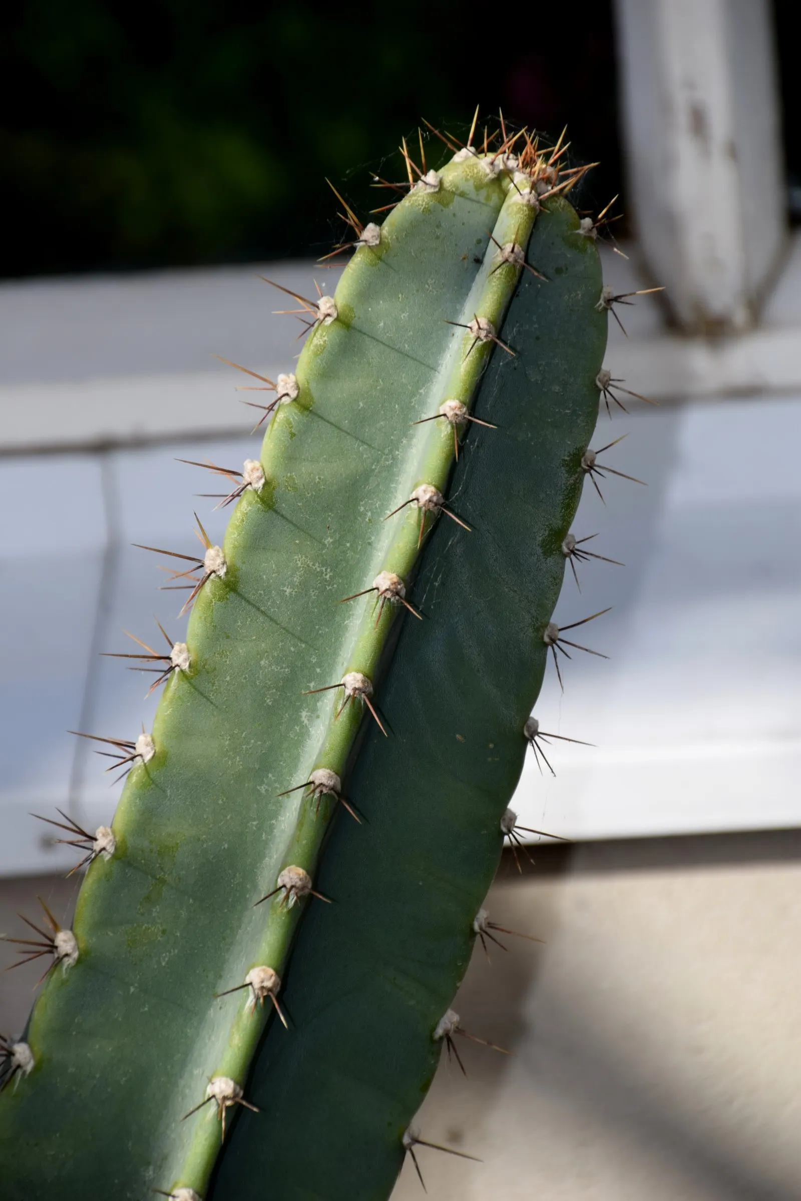 Monstrose Apple Cactus (Cereus Hildmannianus 'Monstrosus') — cactus for full