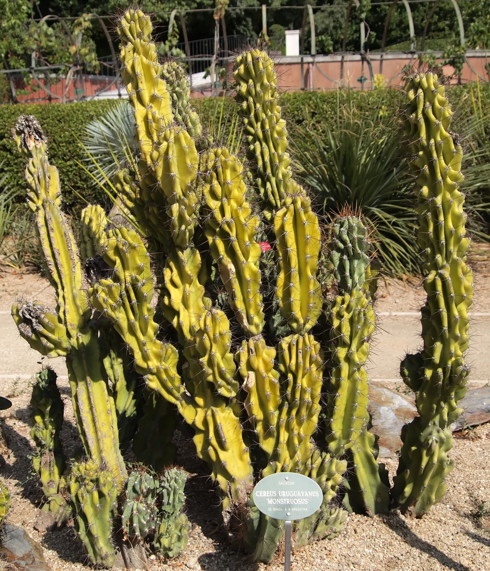 Monstrose Apple Cactus (Cereus Hildmannianus 'Monstrosus') — Hardy in USDA zones 9 to 11; it requires a position with full sun exposure and thrives in