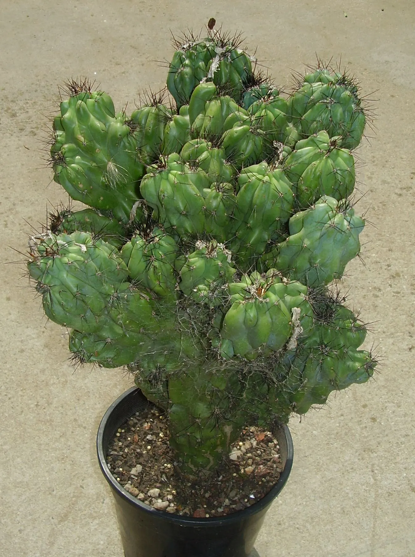 Monstrose Apple Cactus (Cereus Hildmannianus 'Monstrosus') — scientifically referred to as Cereus hildmannianus 'Monstrosus'; this peculiar and robust plant is