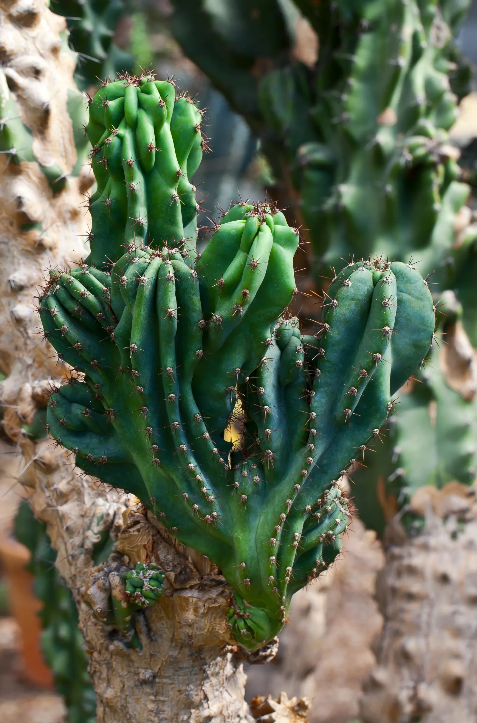Monstrose Apple Cactus (Cereus Hildmannianus 'Monstrosus') — is a striking and sculpturally unique variant of the standard Apple Cactus