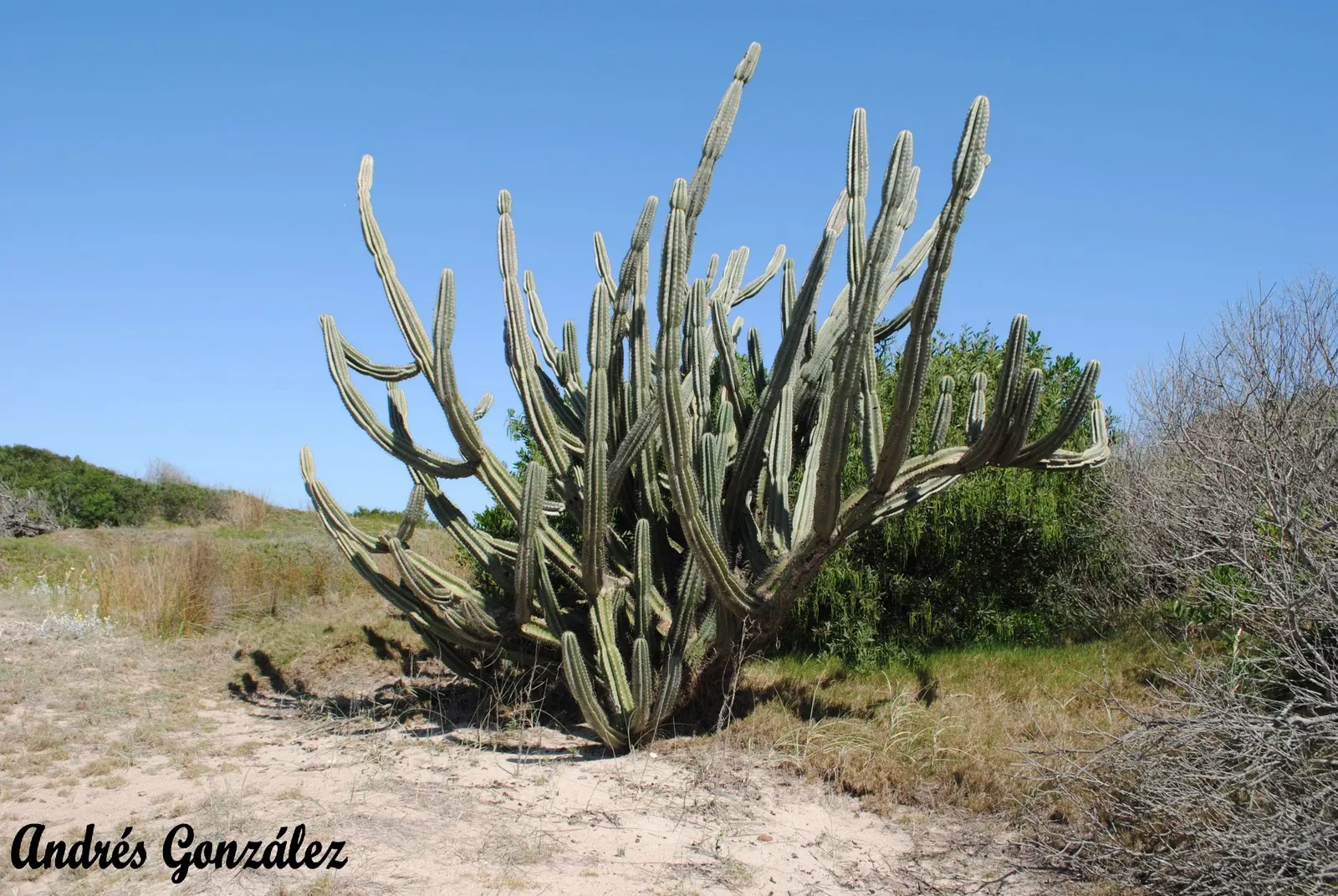 Monstrose Apple Cactus (Cereus Hildmannianus 'Monstrosus') — hence the name 'Apple Cactus.'<br><br>In terms of landscape design; its irregular ribbed stems