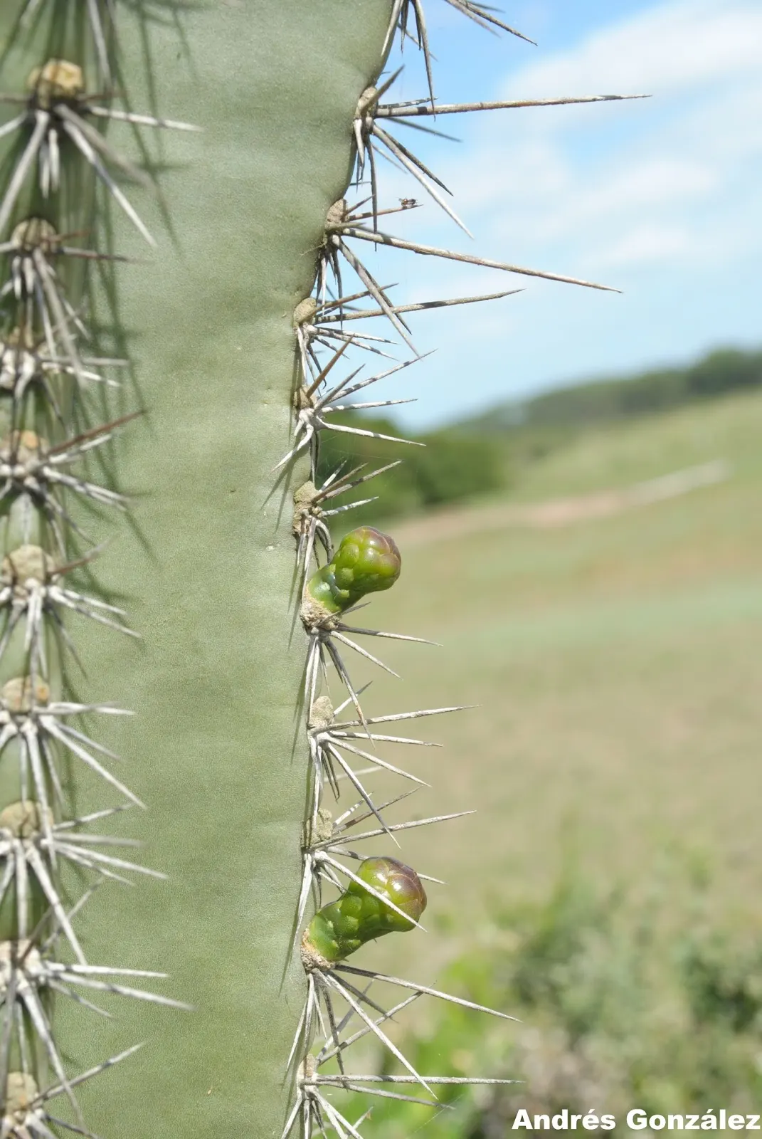 Monstrose Apple Cactus (Cereus Hildmannianus 'Monstrosus') — almost glaucous stem coloration resembling a series of melted wax contours