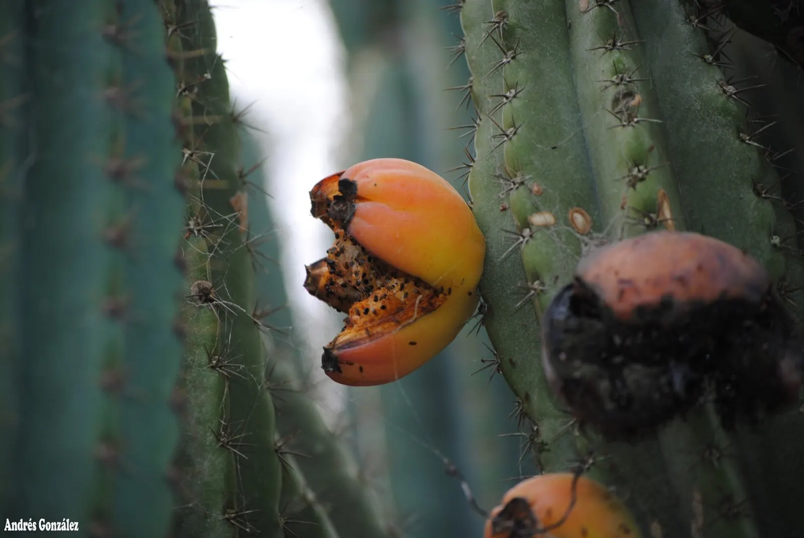 Monstrose Apple Cactus (Cereus Hildmannianus 'Monstrosus') — Its irregular ribbed stems