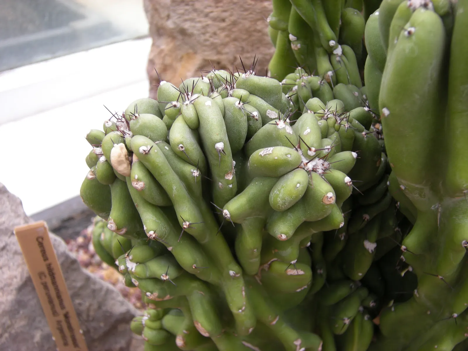 Monstrose Apple Cactus (Cereus Hildmannianus 'Monstrosus') — can reach an impressive height of 10-15 feet and a spread of 4-6 feet; the Monstrose Apple Cactus