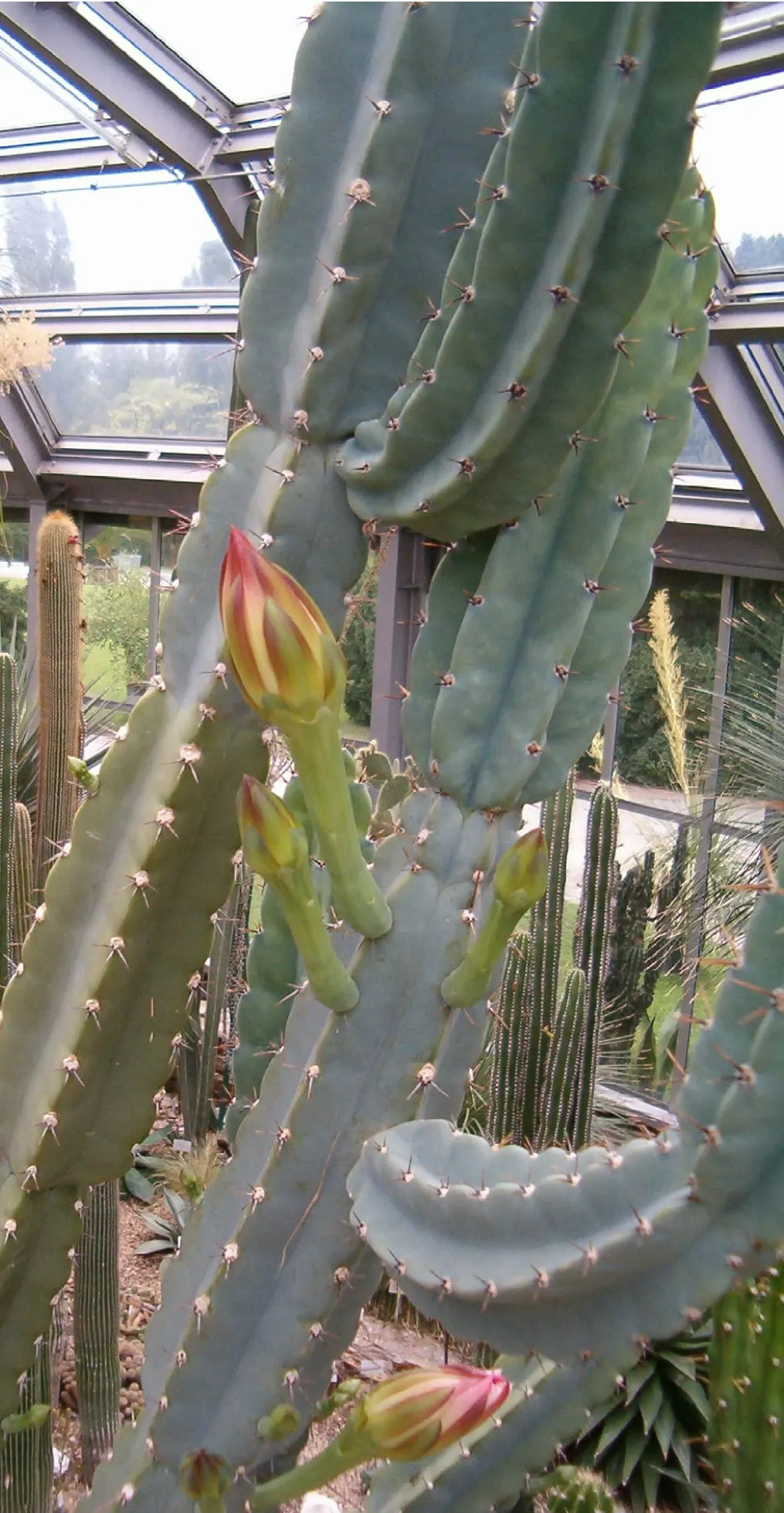 Monstrose Apple Cactus (Cereus Hildmannianus 'Monstrosus') — Regular maintenance is minimal, mainly involving the occasional removal of dead spines or pads