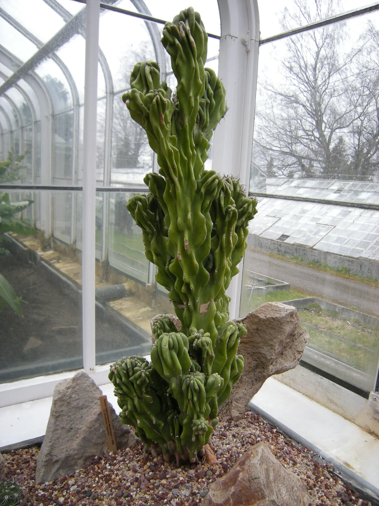 Monstrose Apple Cactus (Cereus Hildmannianus 'Monstrosus') — white flowers in the garden