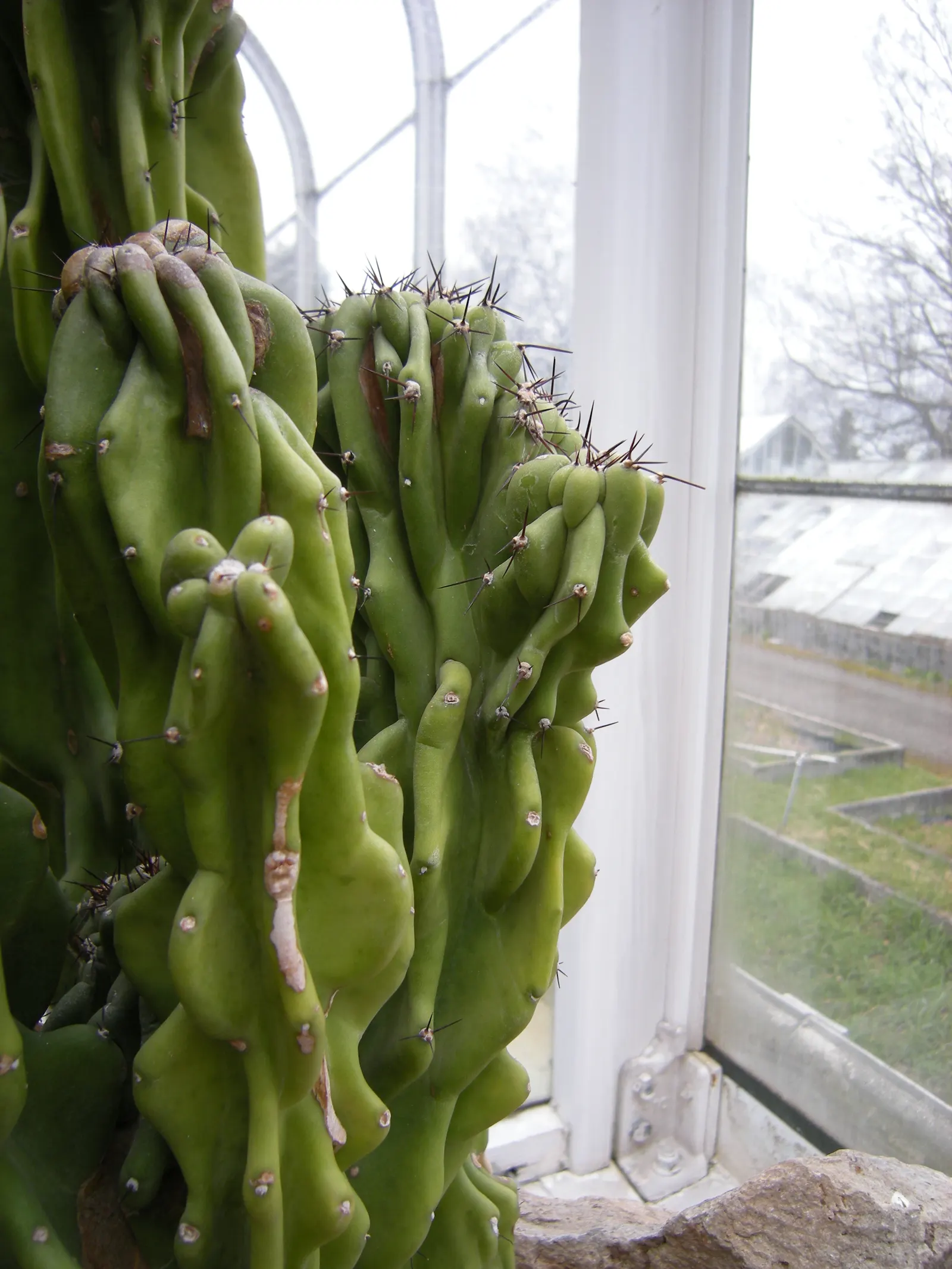 Monstrose Apple Cactus (Cereus Hildmannianus 'Monstrosus') — cactus with white blooms