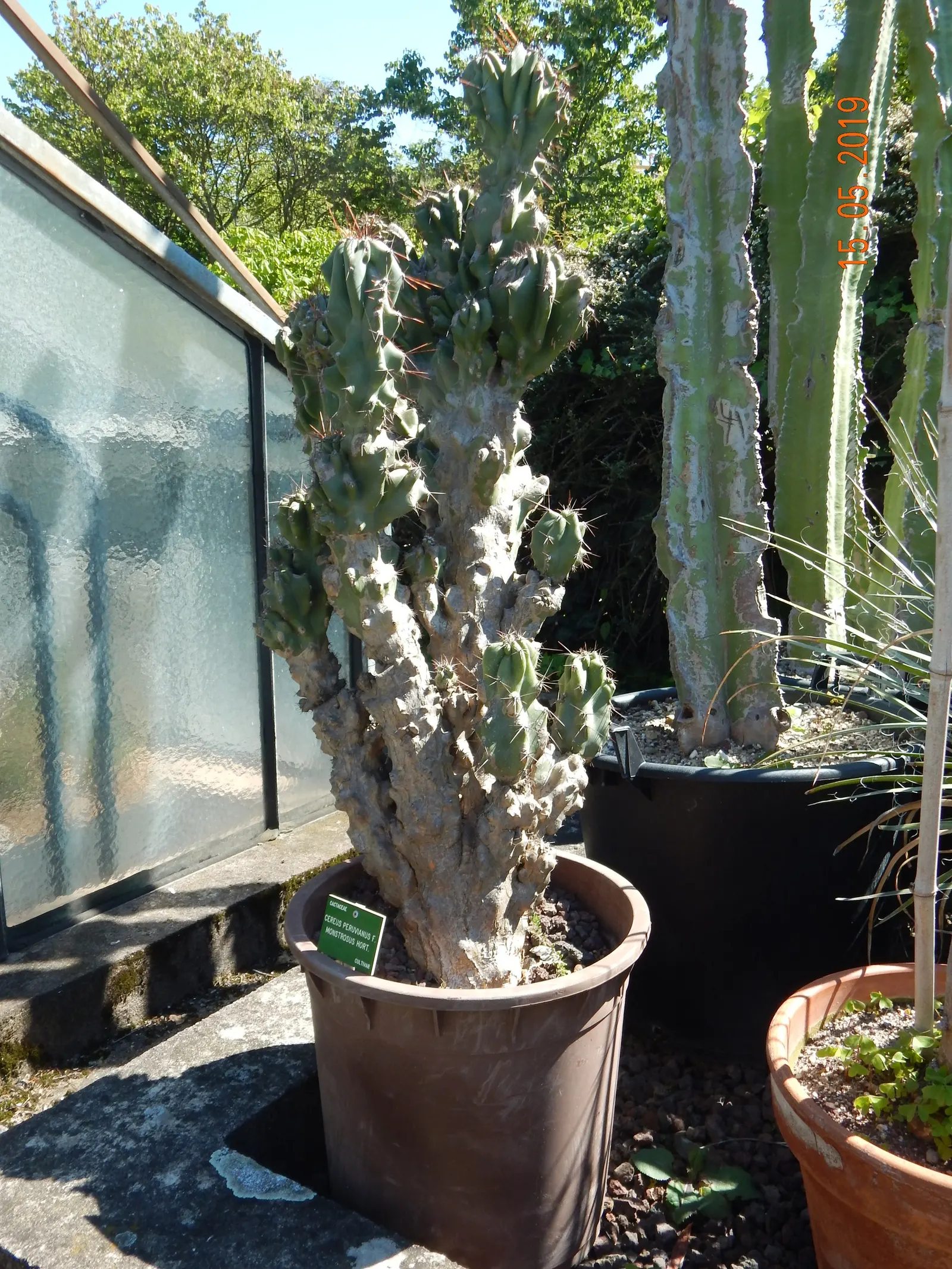 Monstrose Apple Cactus (Cereus Hildmannianus 'Monstrosus') — Thriving in USDA zones 9-11, it requires full sun and well-drained soil; cactus for full