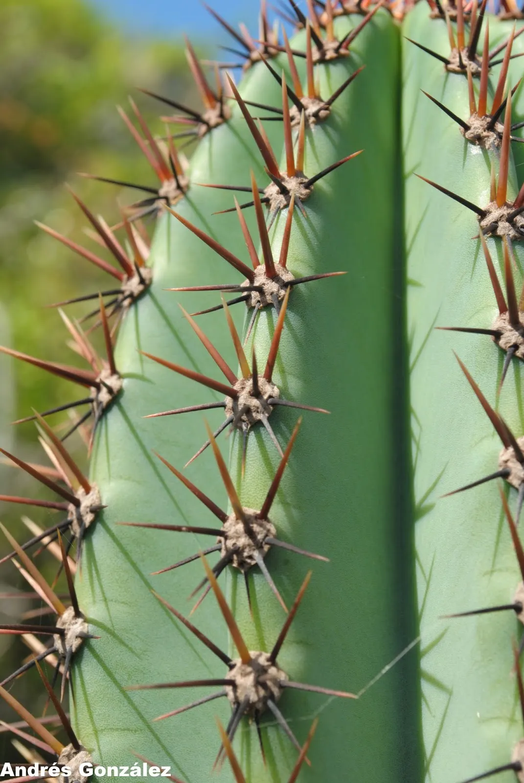 Monstrose Apple Cactus (Cereus Hildmannianus 'Monstrosus') — Its irregular ribbed stems; it can reach an impressive stature of 10 to 15 feet in height with a