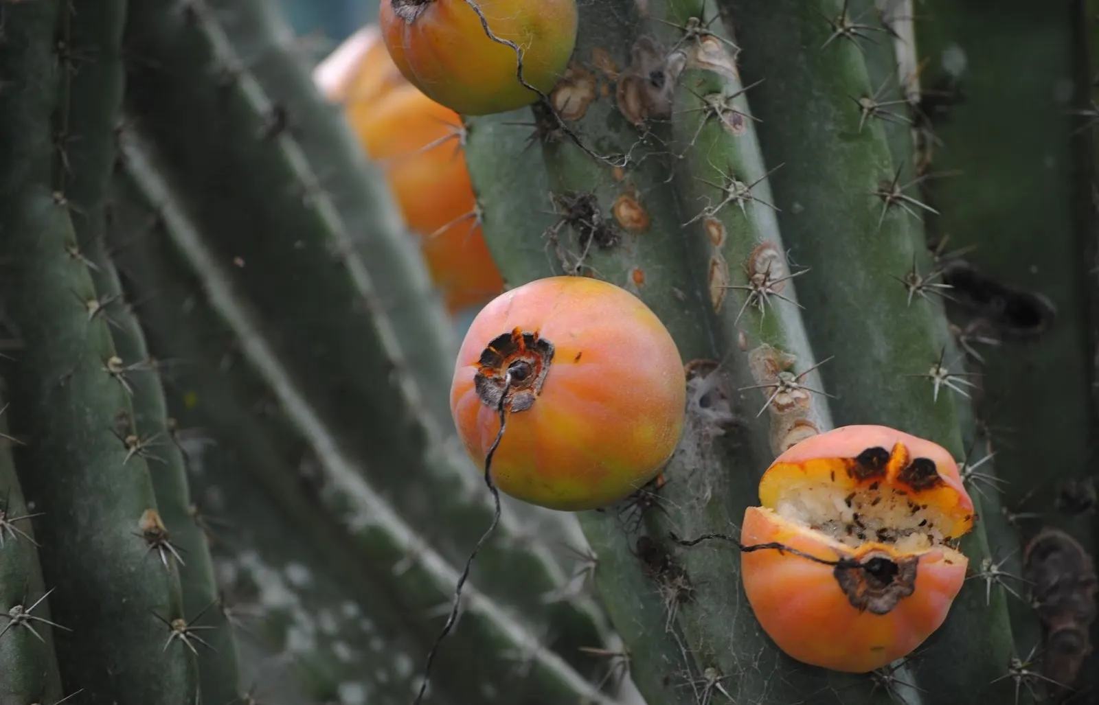 Monstrose Apple Cactus (Cereus Hildmannianus 'Monstrosus') — The Monstrose Apple Cactus, Cereus hildmannianus 'Monstrosus', is a unique, slow-growing