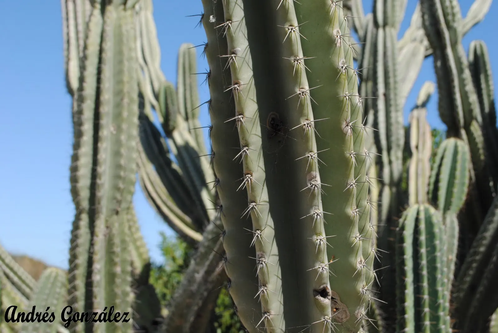 Monstrose Apple Cactus (Cereus Hildmannianus 'Monstrosus') — fragrant flowers which bear fruit resembling small apples; regular maintenance is minimal, mainly