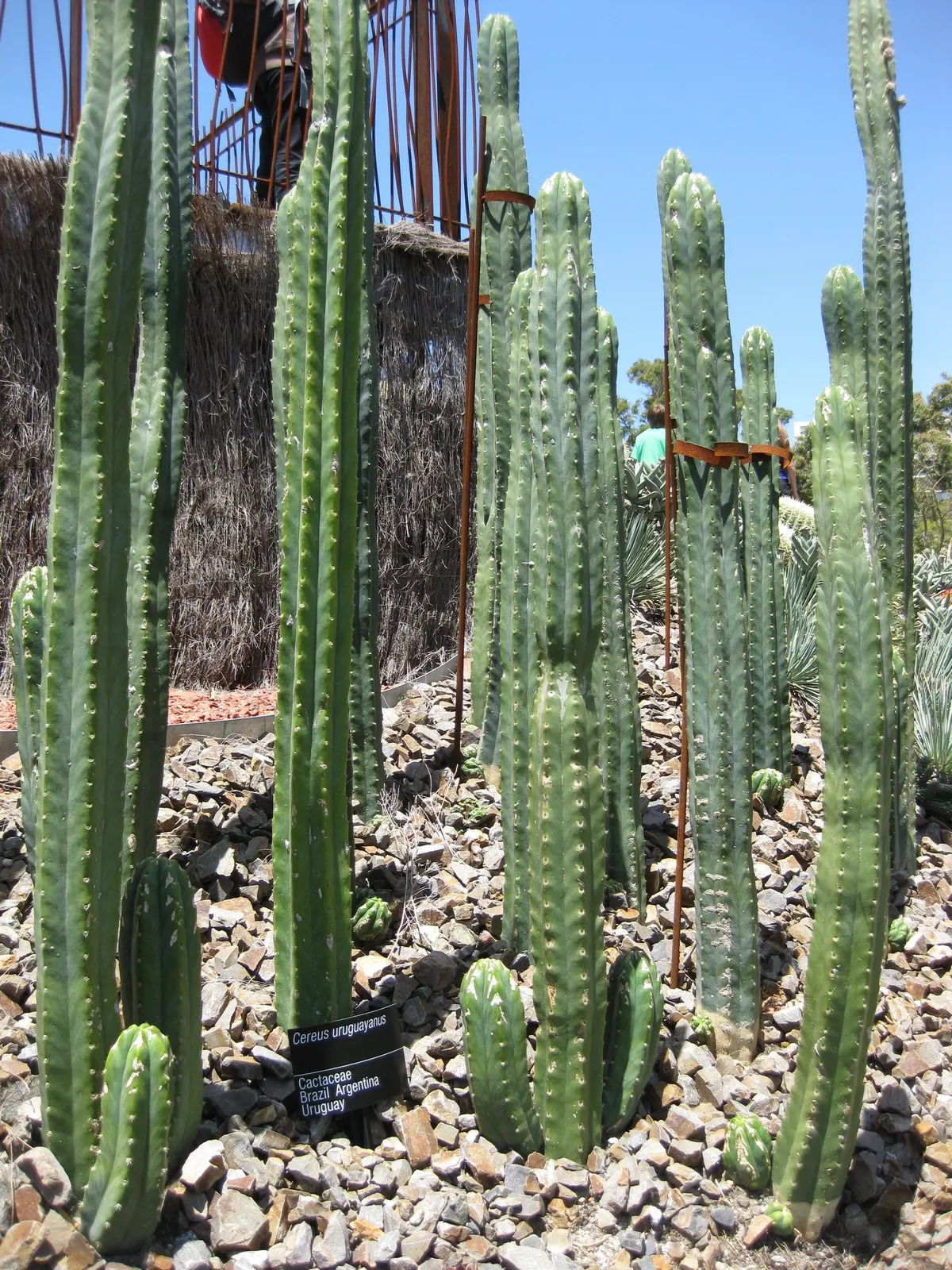 Monstrose Apple Cactus (Cereus Hildmannianus 'Monstrosus') — This peculiar and robust plant is an excellent focal point for a modern or desert-inspired garden
