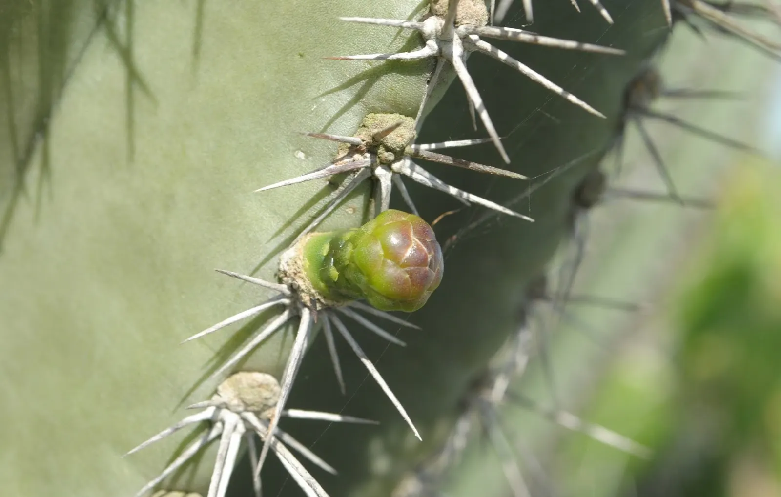 Monstrose Apple Cactus (Cereus Hildmannianus 'Monstrosus') — The Monstrose Apple Cactus, Cereus hildmannianus 'Monstrosus', is a unique, image 26