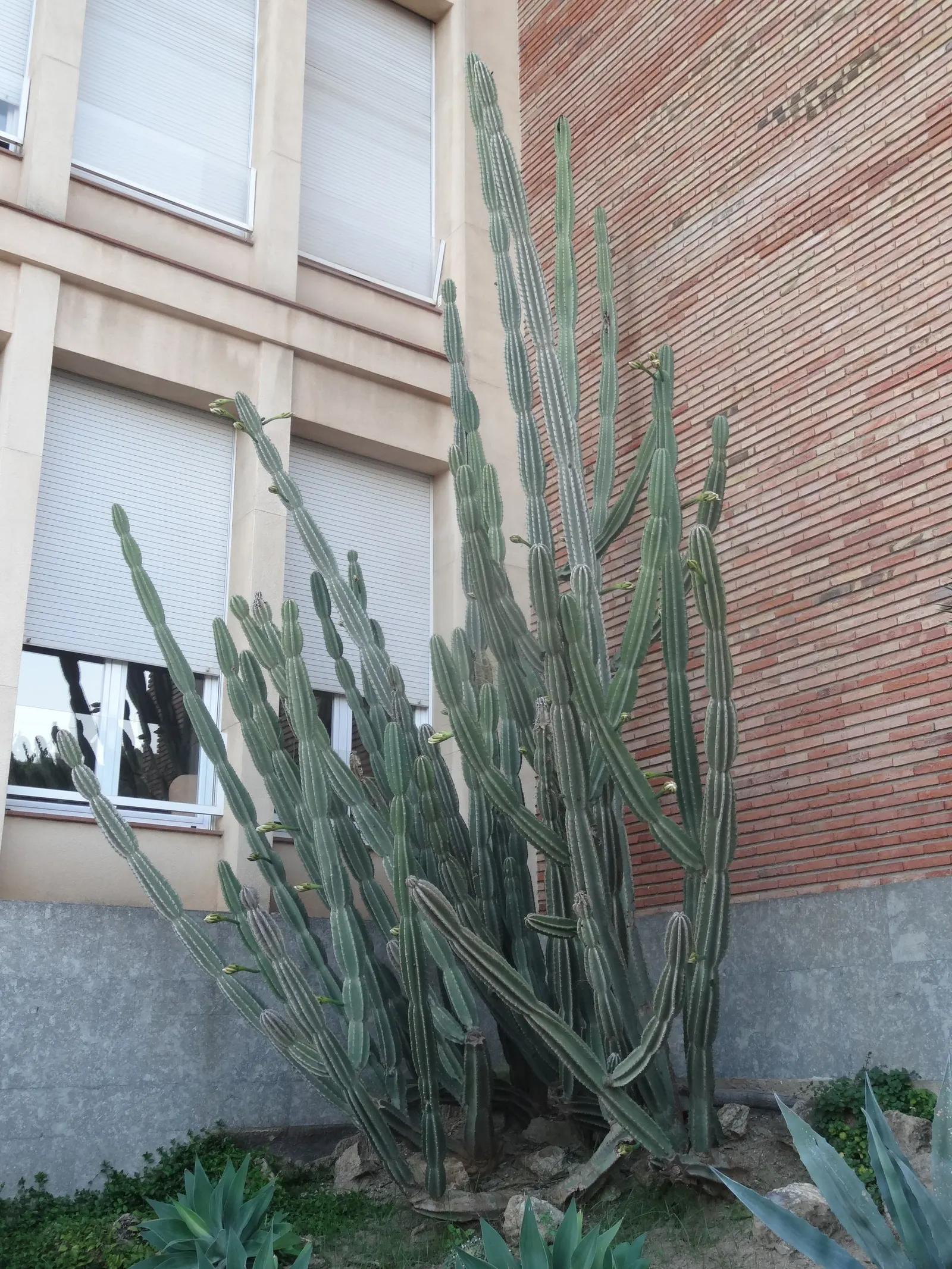 Monstrose Apple Cactus (Cereus Hildmannianus 'Monstrosus') — almost glaucous stem coloration resembling a series of melted wax contours, image 38